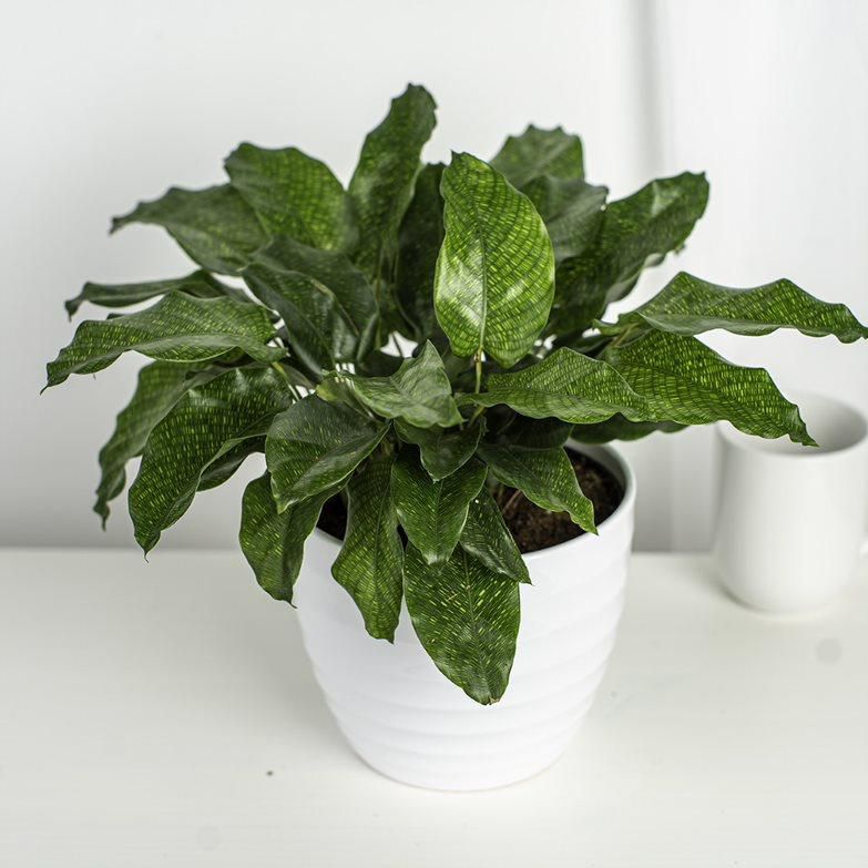 Costa Farms calathea