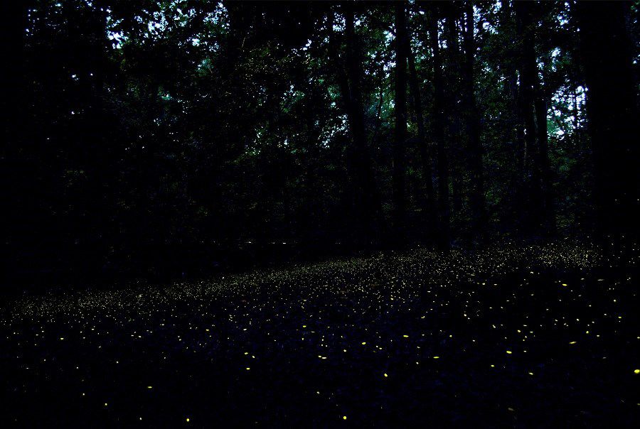 Congaree National Park fireflies