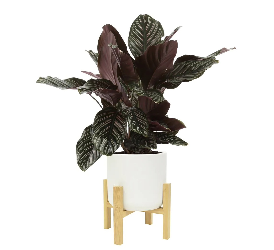 Home Depot | Best Place for Budget Plants