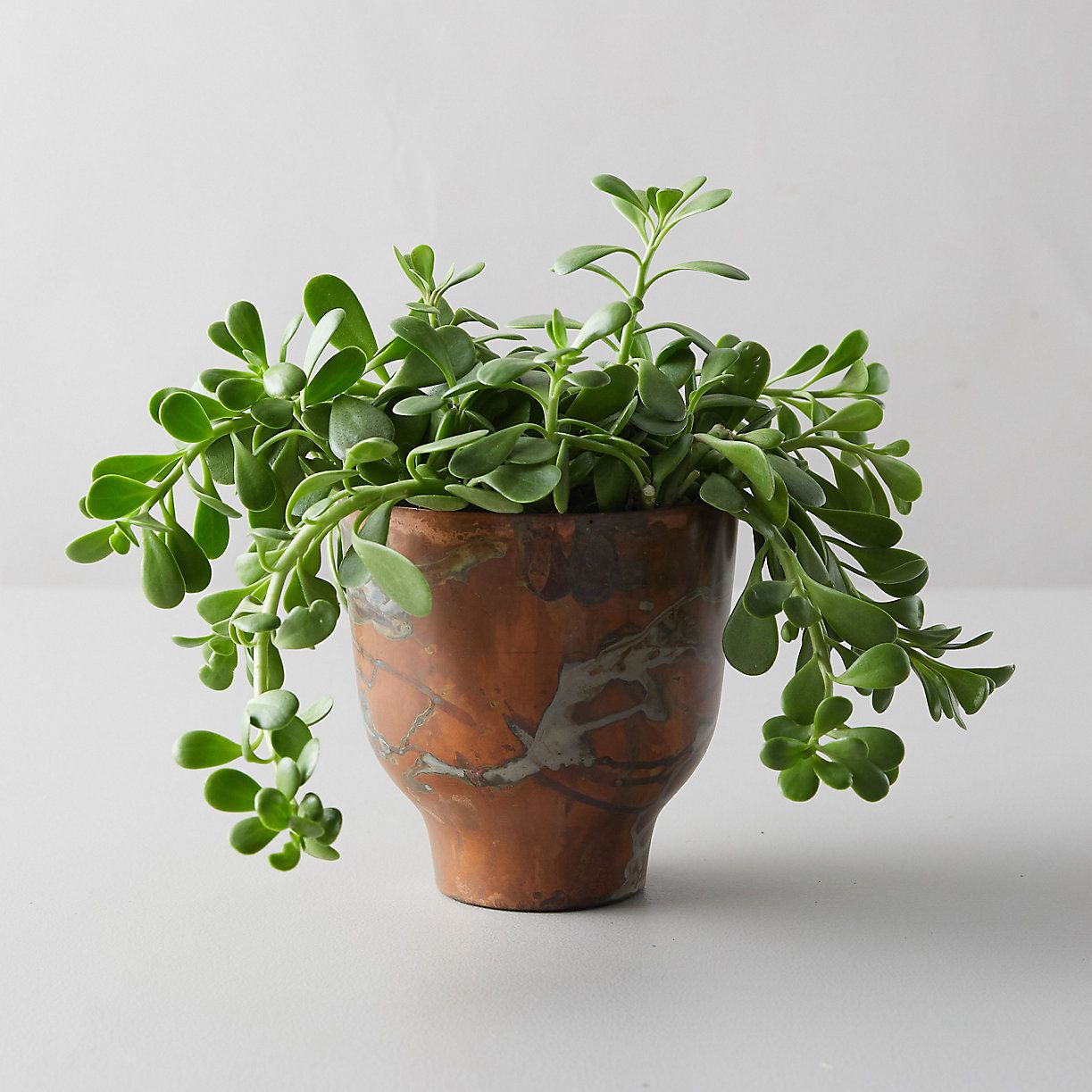Terrain | Trailing Jade