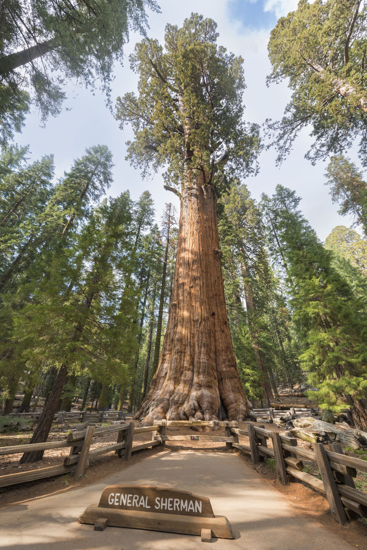 General Sherman giant Sequoia tree (sequoiadendron giganteum) is the largest tree on the Earth, Sequoia National Park, California, USA