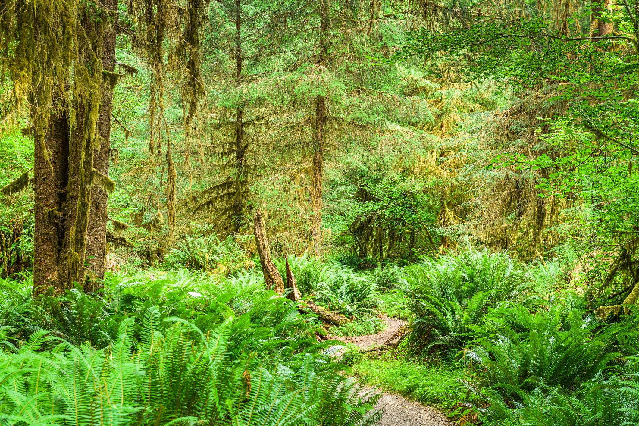 Hall of Mosses in the Hoh Rainforest of Olympic National Park, Washington, USA.