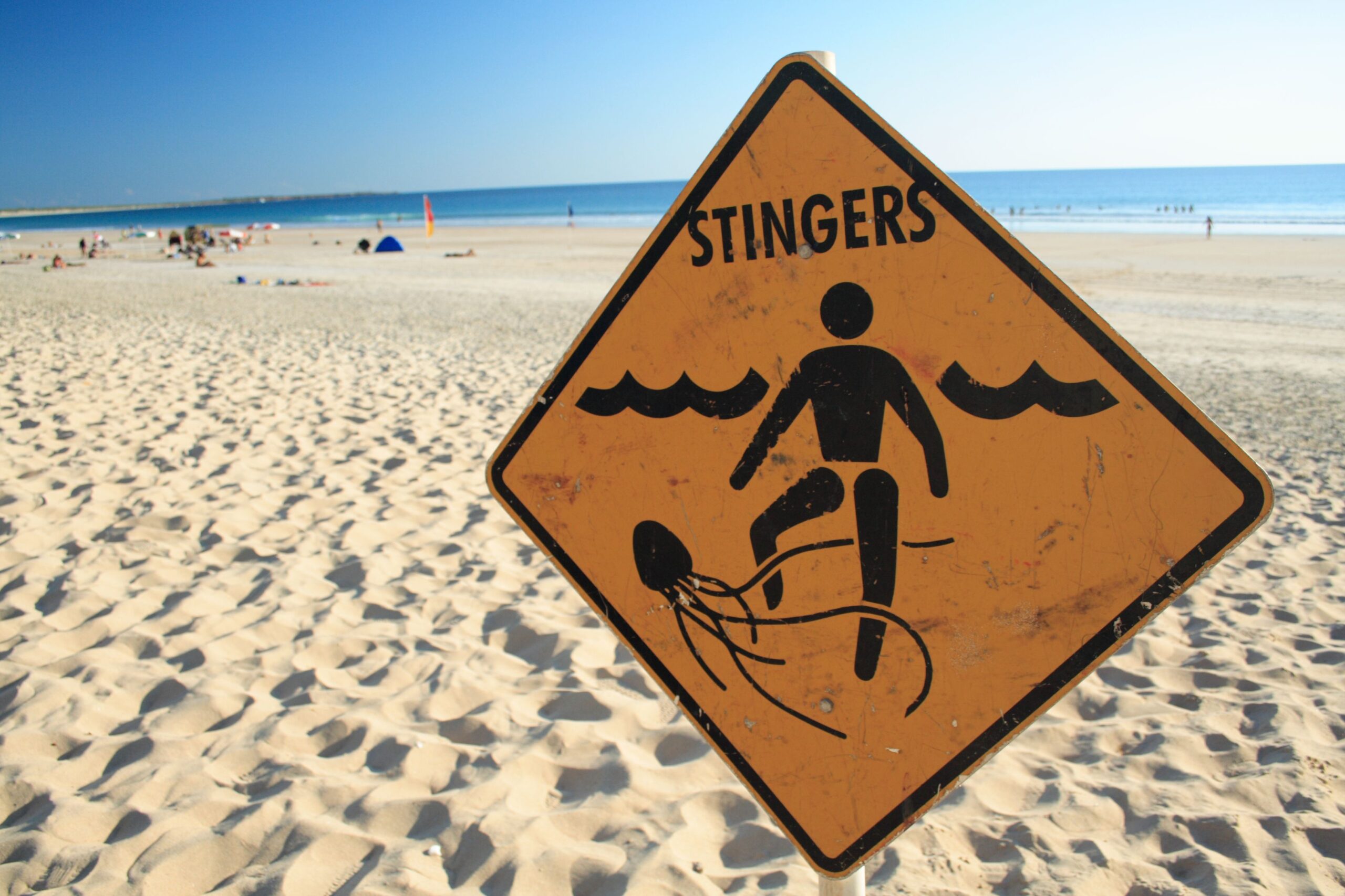 Urinating on a Jellyfish Sting