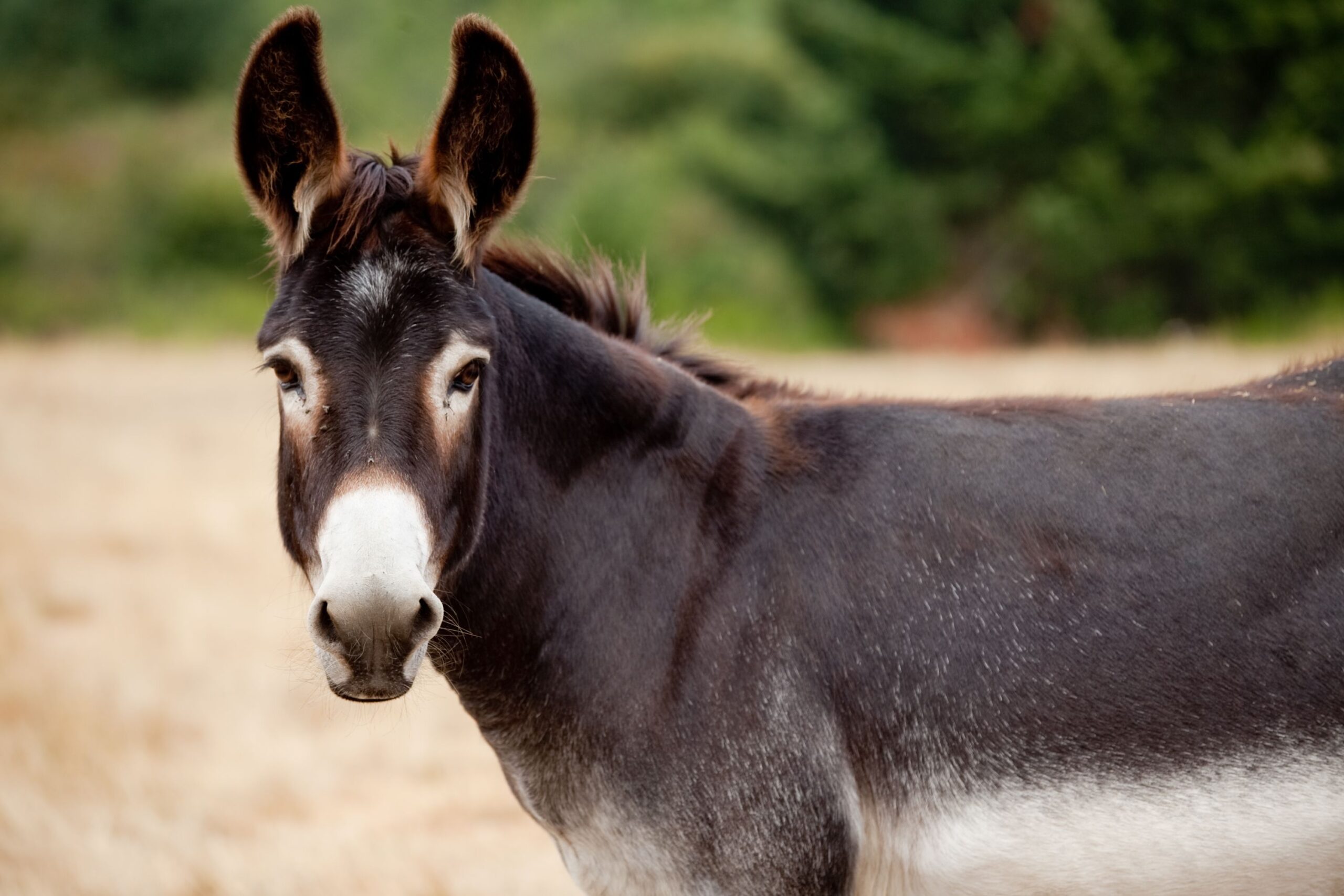 A donkey or mule looking at the camera from a distance in a pasture with it's ears perked up. Innocent farm animal just hanging out.