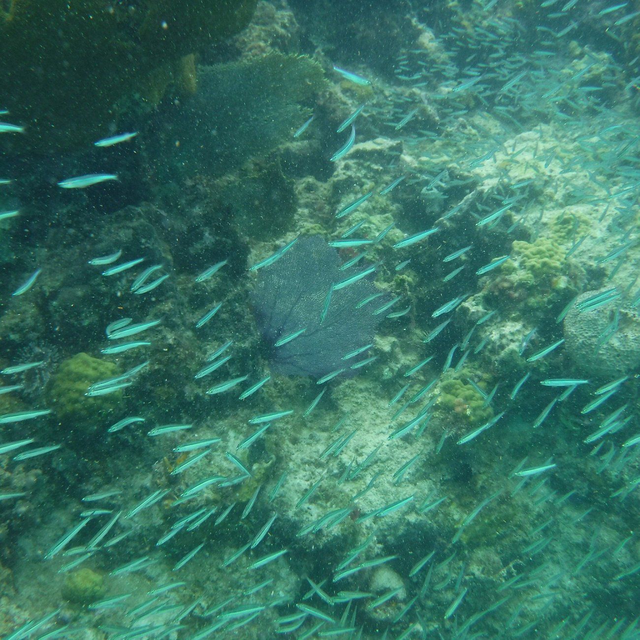 underwater trail in Virgin Islands National Park