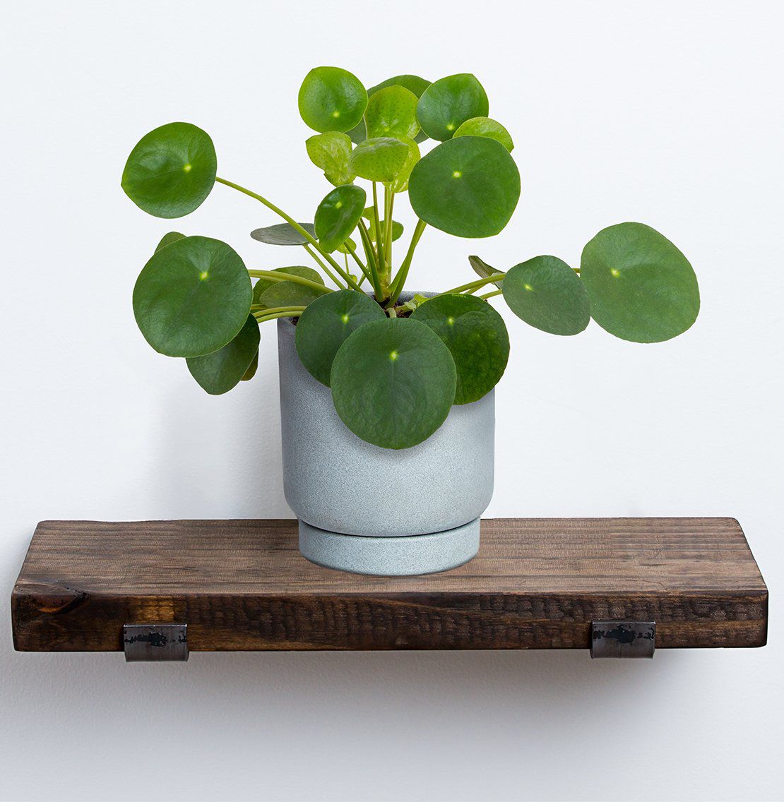 Greendigs | Pilea