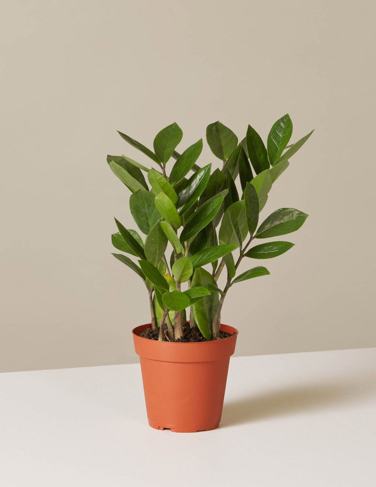 The Sill | ZZ Plant