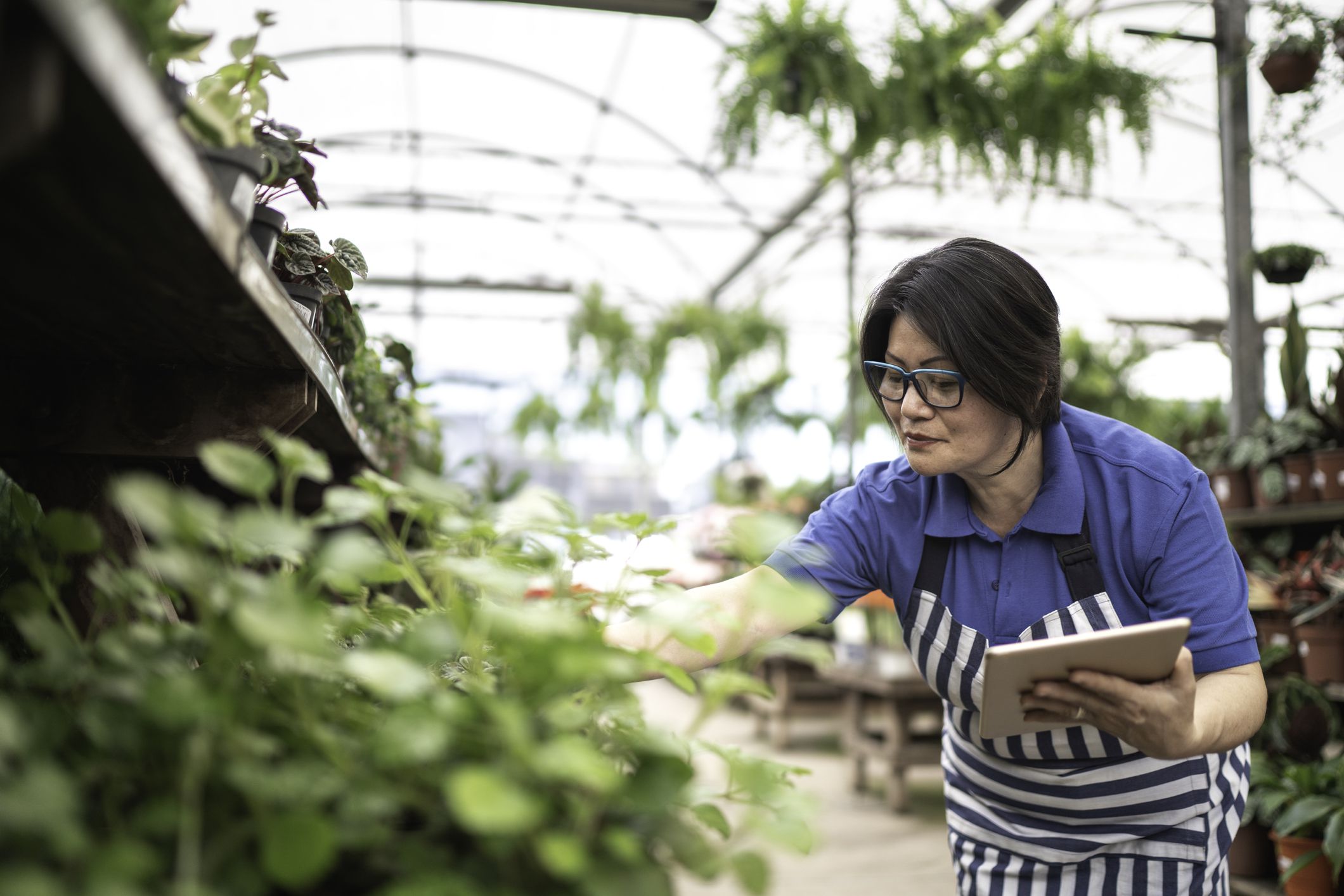 Mature female employee attending to plants in garden center with a blurred background of plants