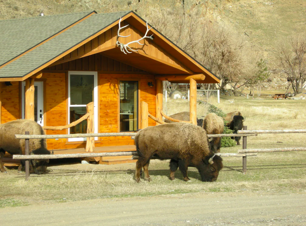 Electric Peak Cabin