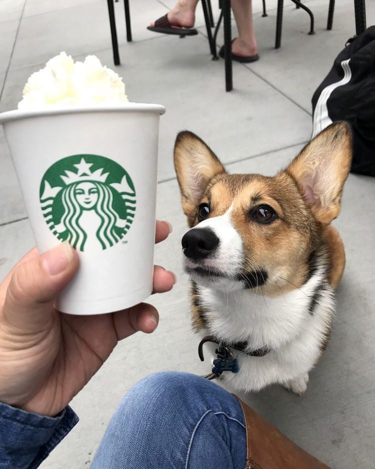 Starbucks Puppuccino