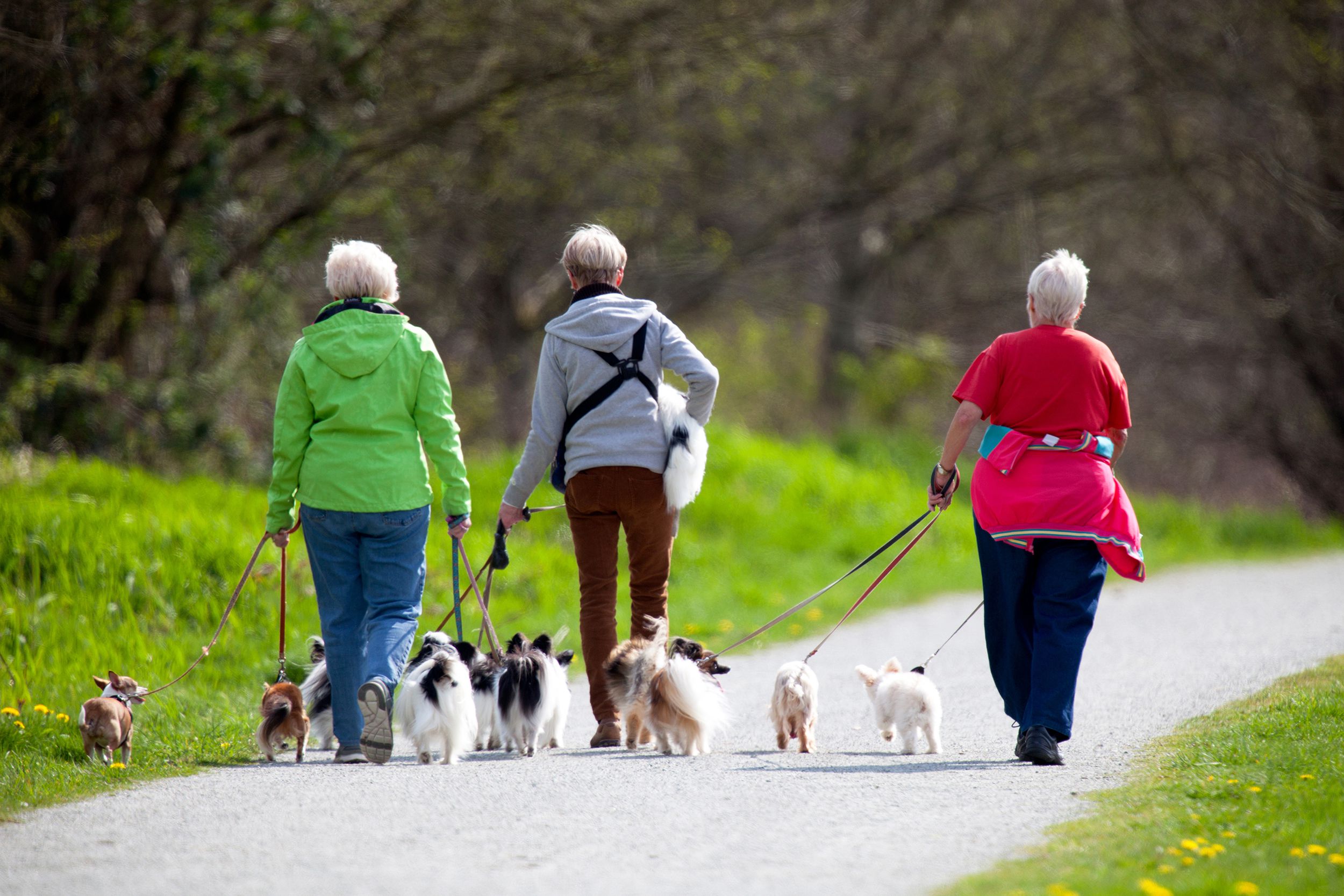 Three senior dog walkers in a park, walking many little dogs on a trail with a blurred background of grass and trees