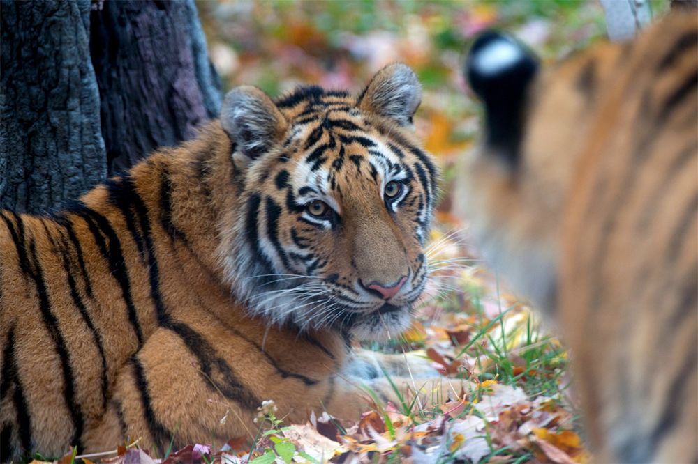 Bronx Zoo, New York City, New York