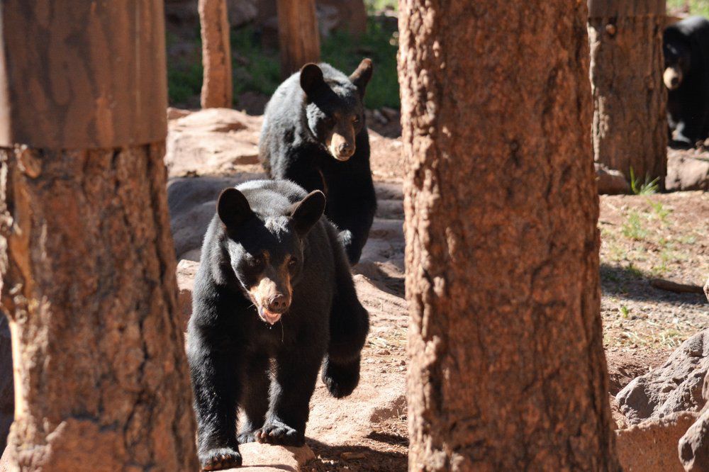 Bearizona Wildlife Park, Williams, Arizona