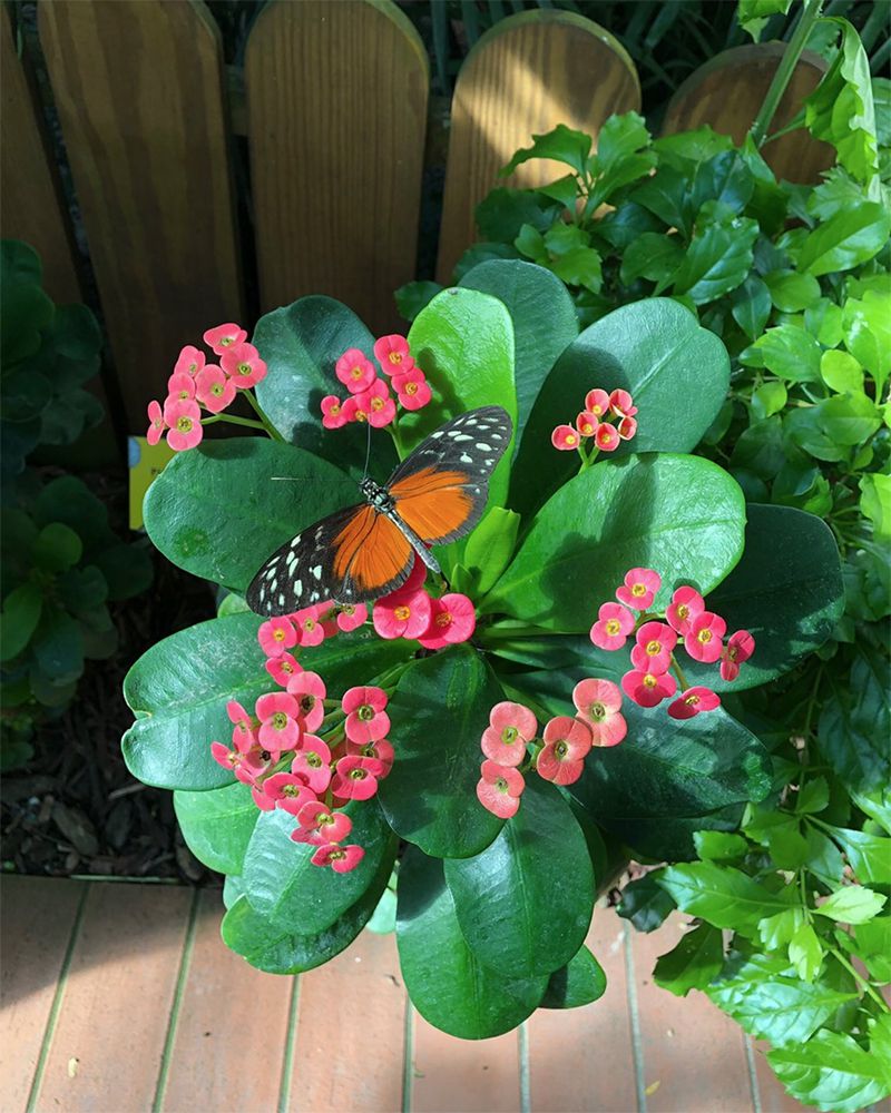 Key West Butterfly & Nature Conservatory, Florida