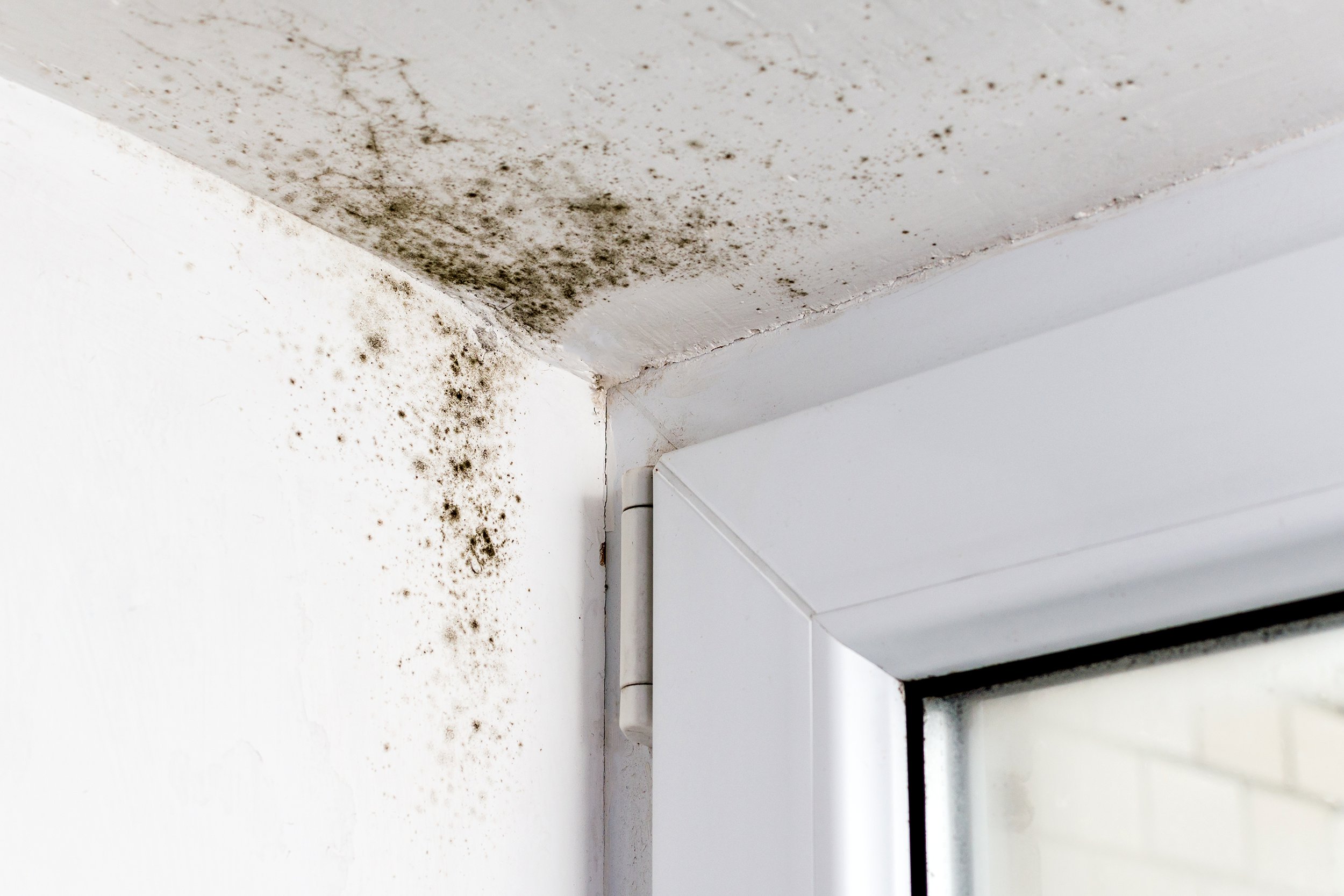 Mold in the corner of a home near the door