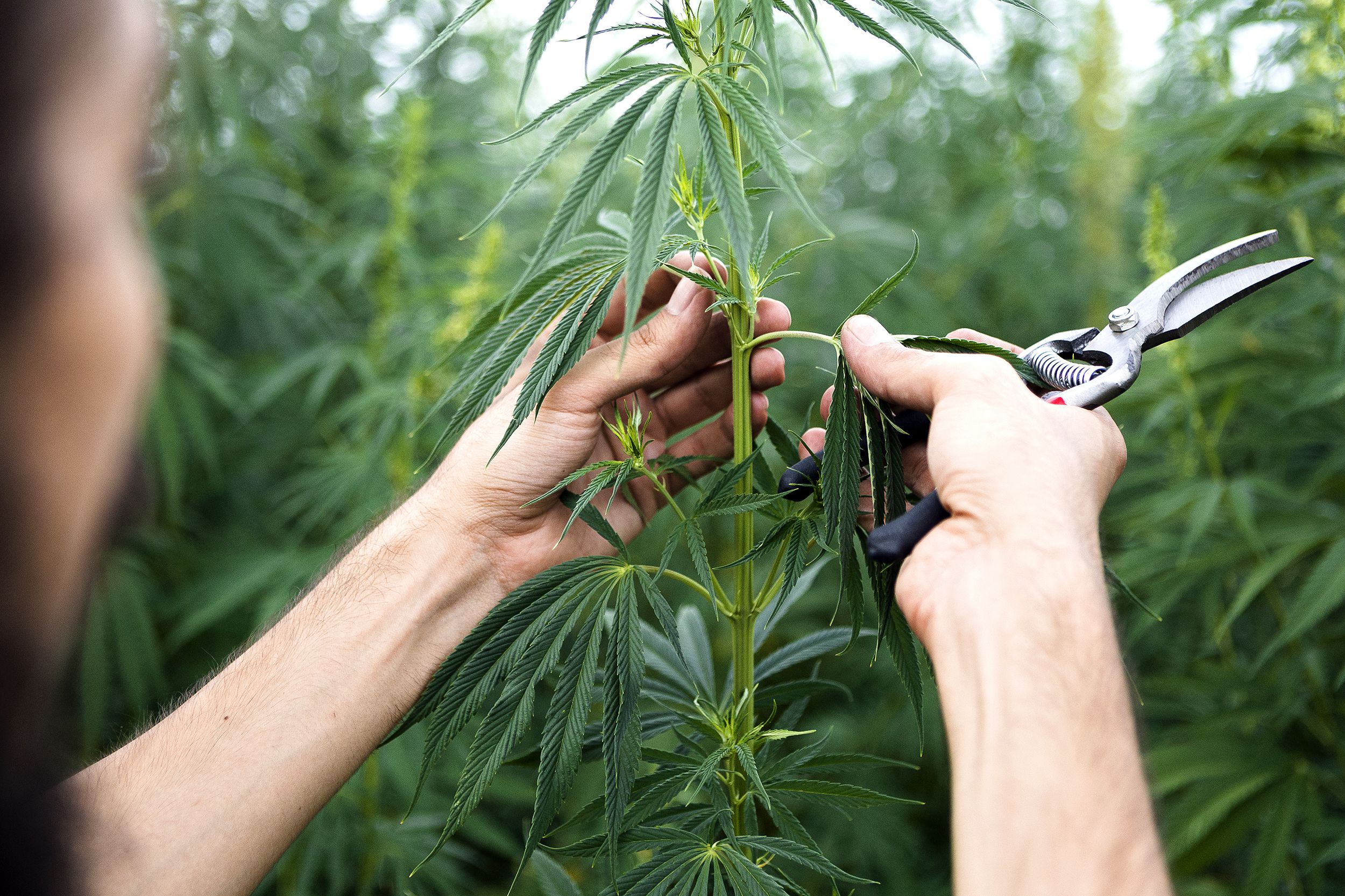 person doing cannabis plants examination