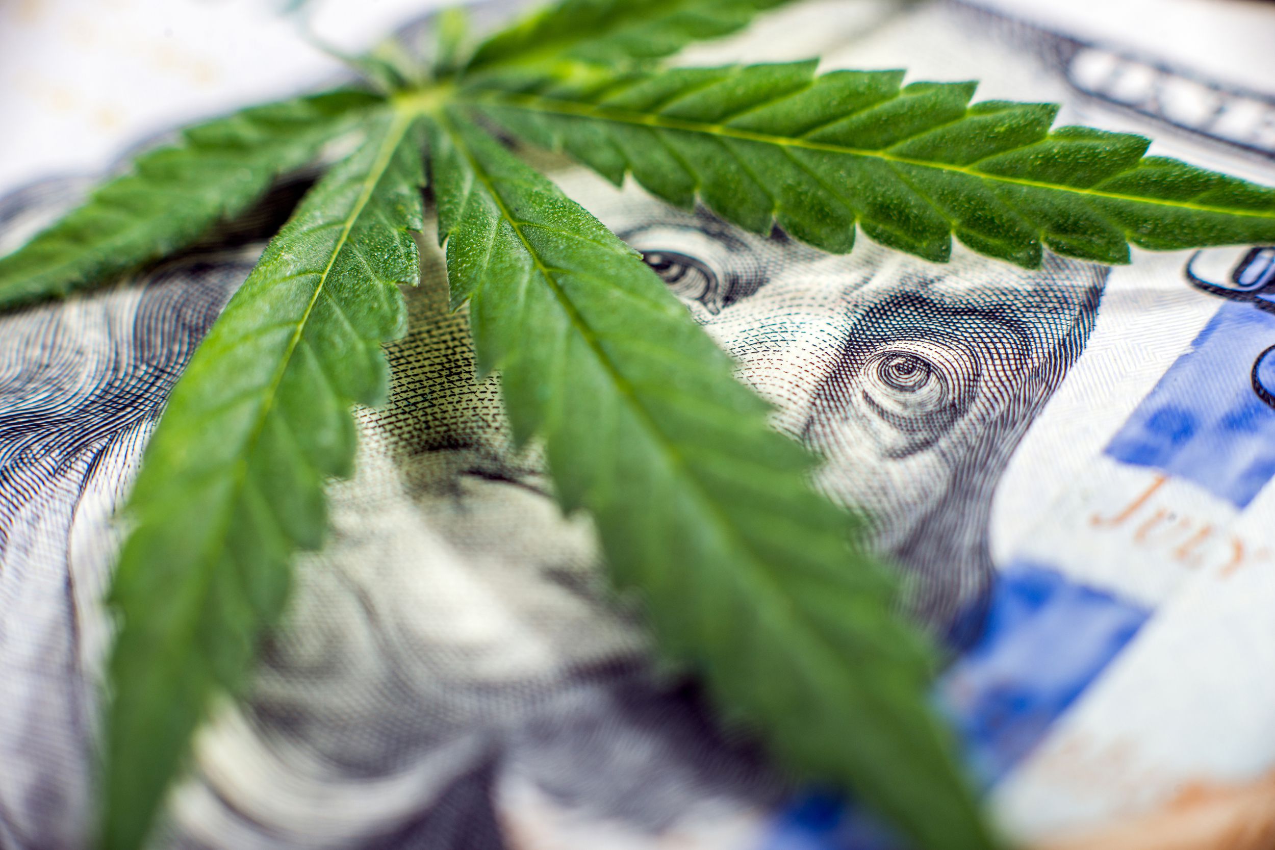 marijuana leaf on $100 bill