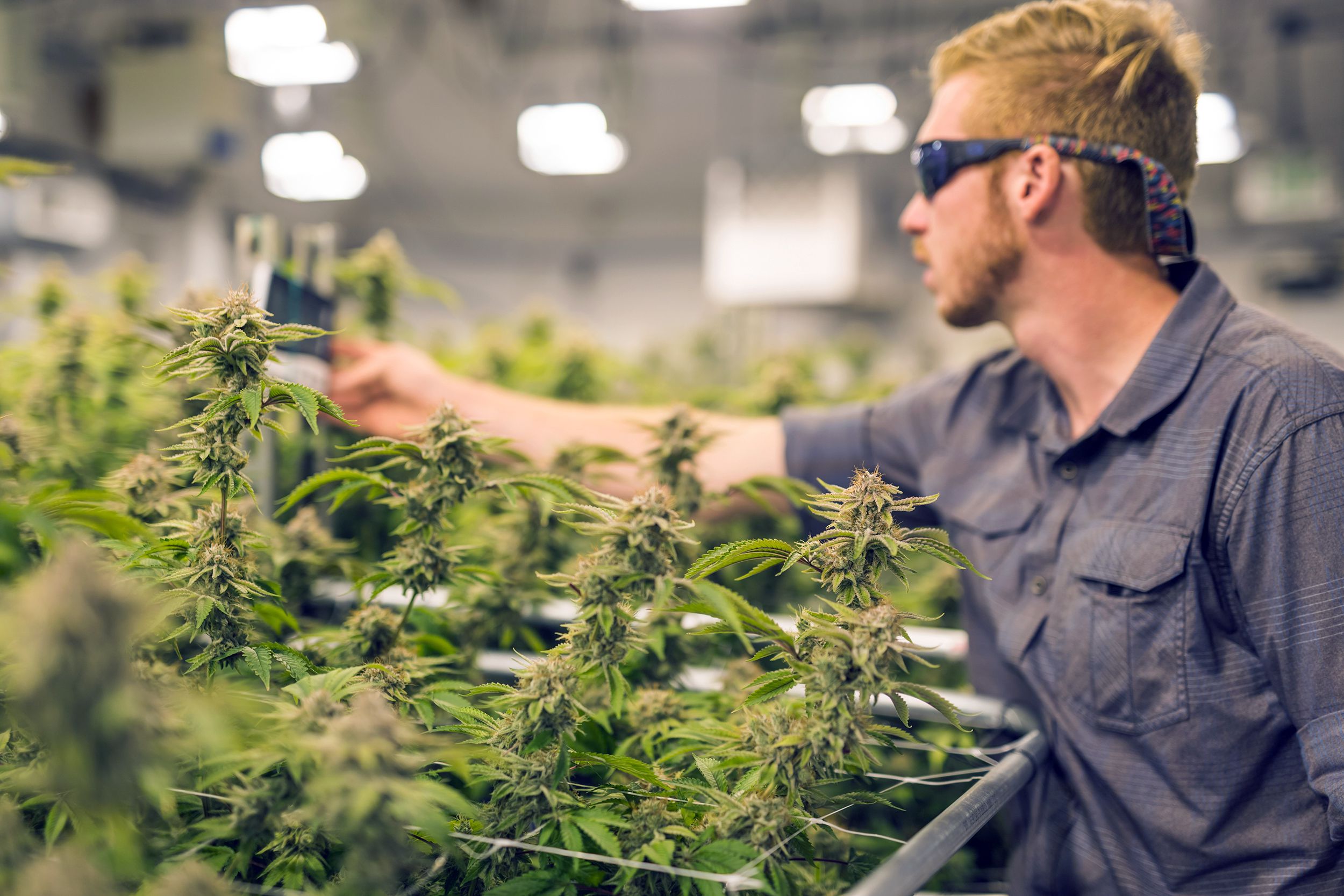 cannabis plants grow under artificial lights