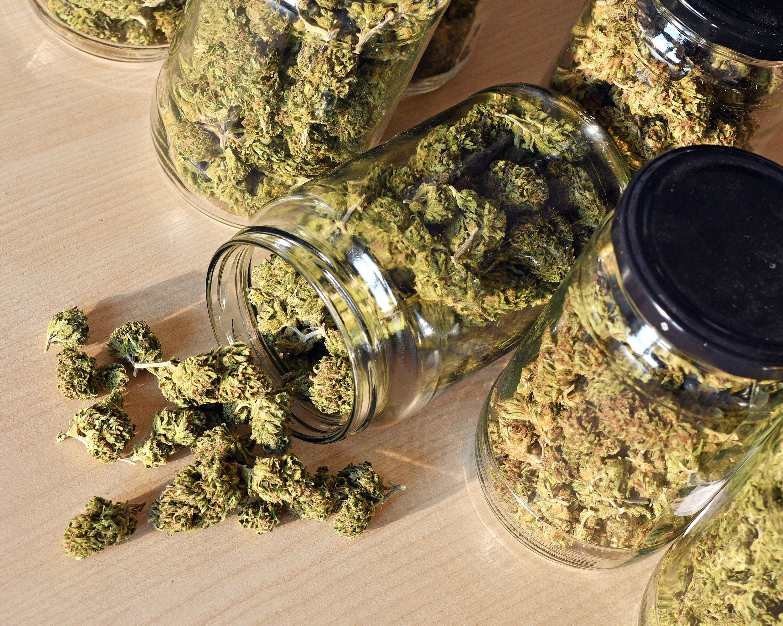 dry and trimmed cannabis buds, stored in a glass jars