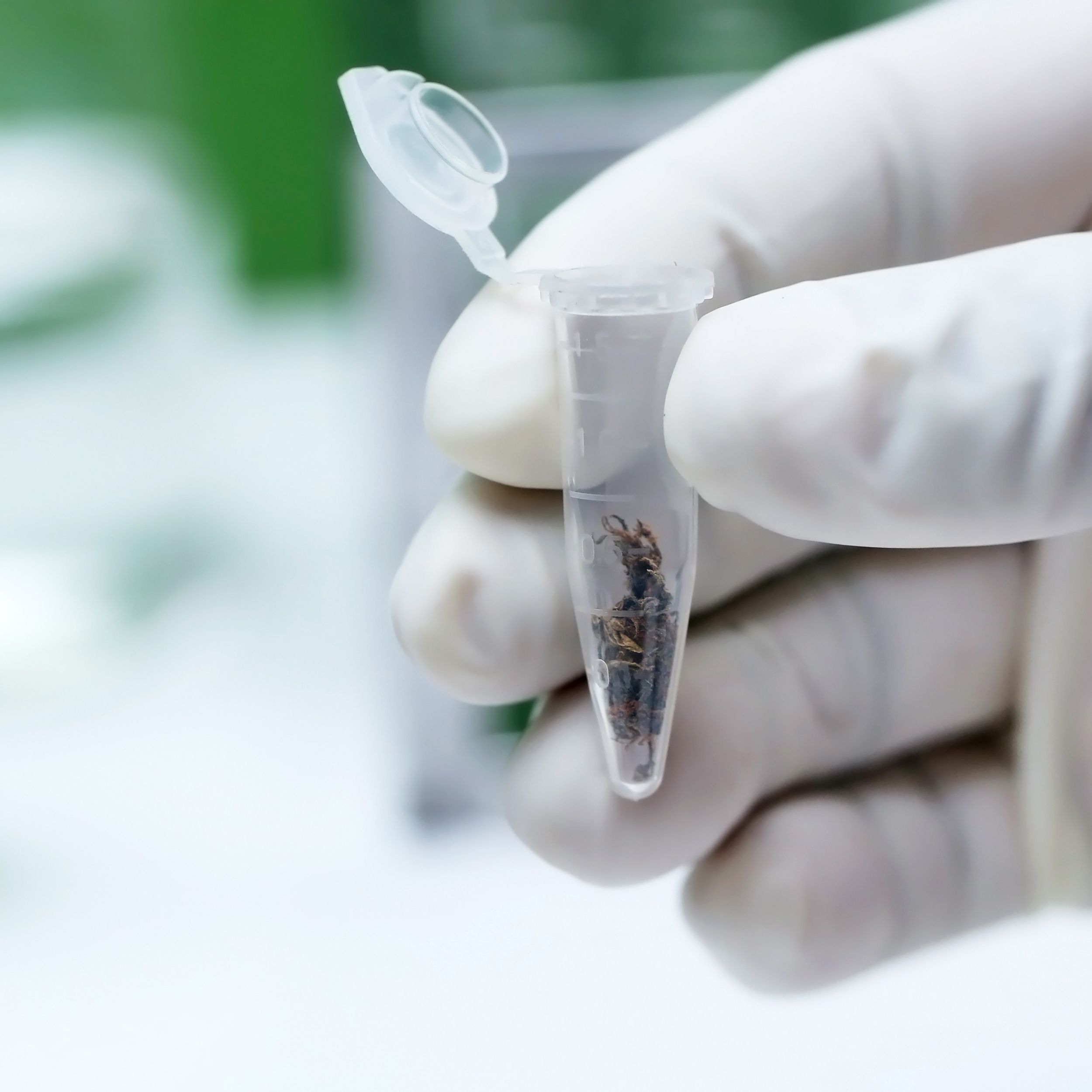 analysis of marijuana in plastic test tube