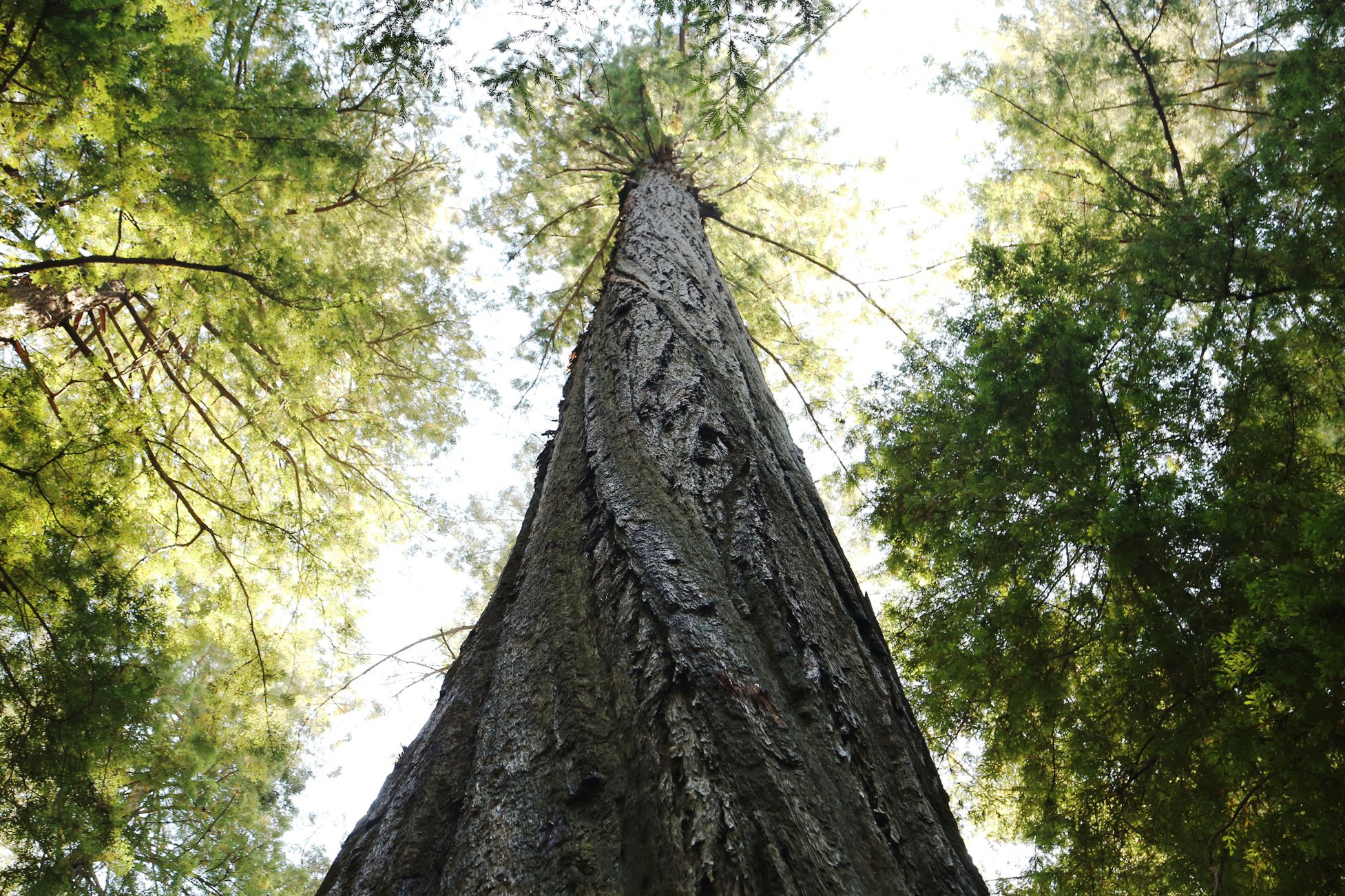 Humboldt Redwoods State Park, California