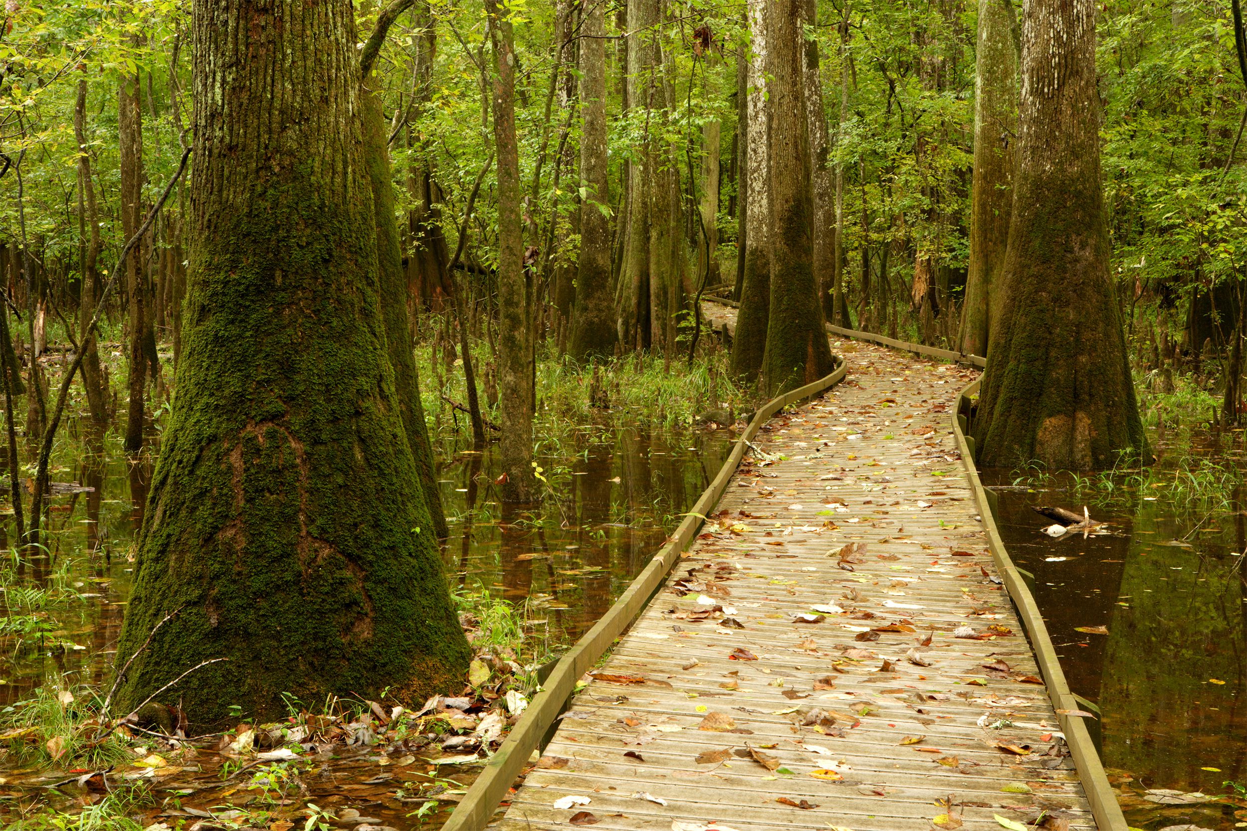 Congaree National Park