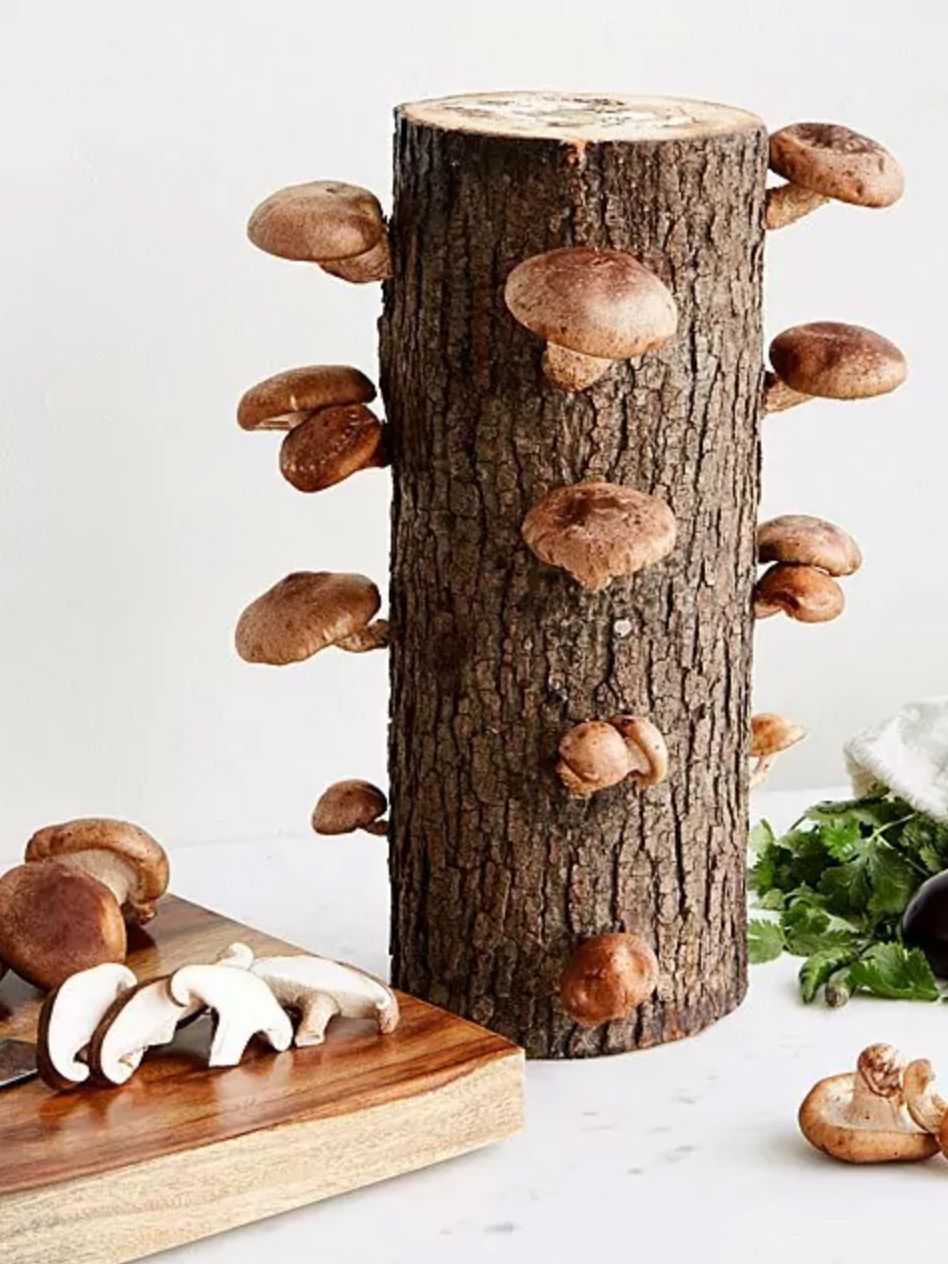 Shiitake Mushroom Log Kit