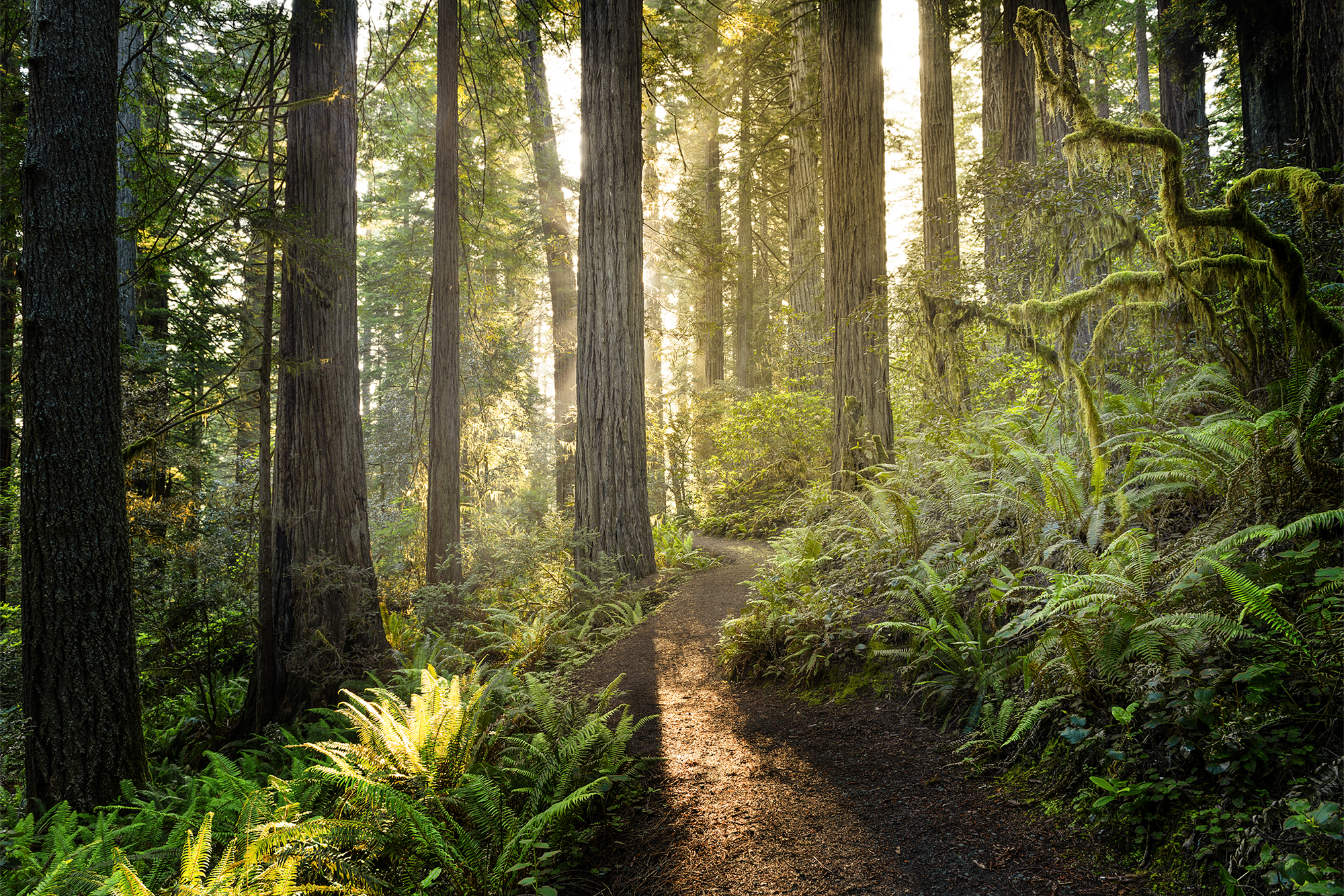 Redwood National Park