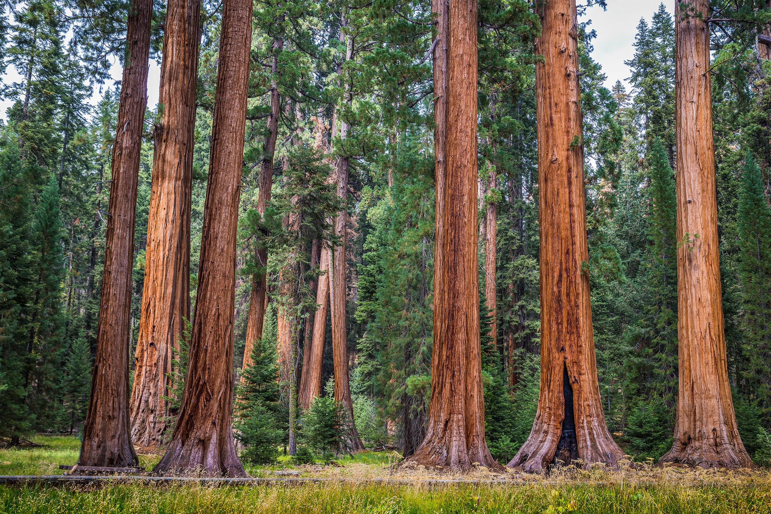 Sequoia National Park