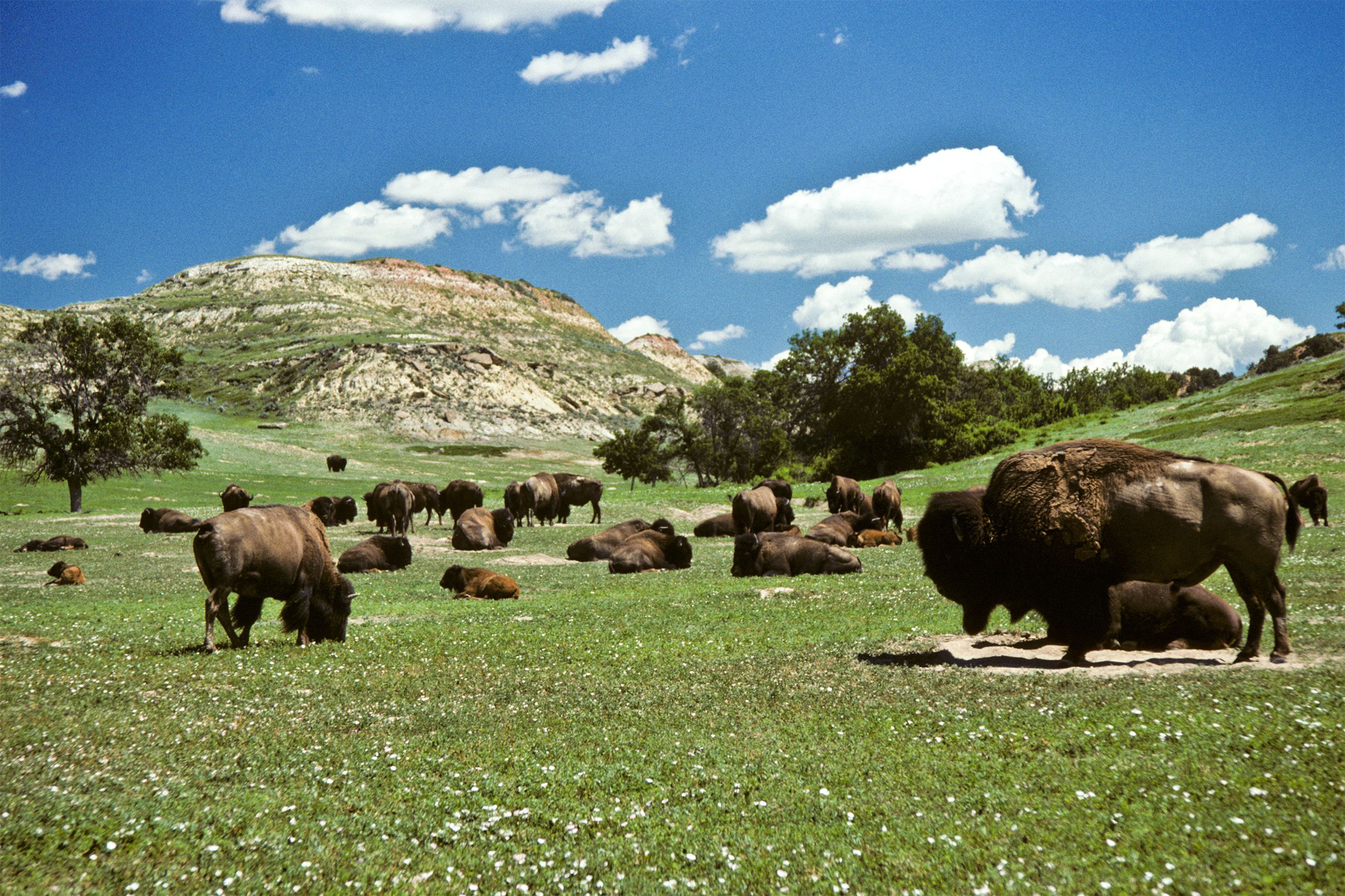 Theodore Roosevelt National Park