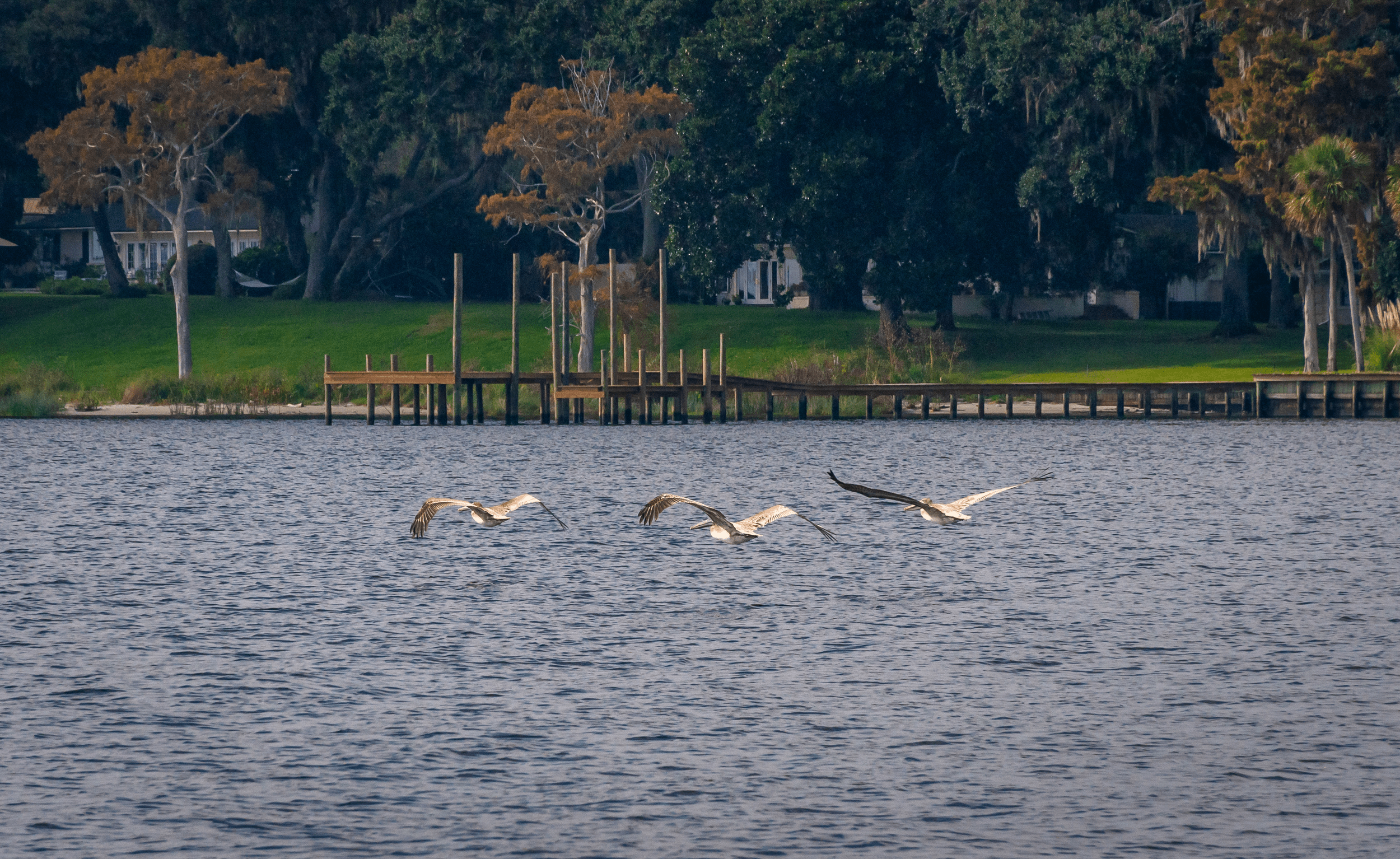 Three pelicans flying over St. Johns River, Florida, dock and shore in the background, on a cloudy day