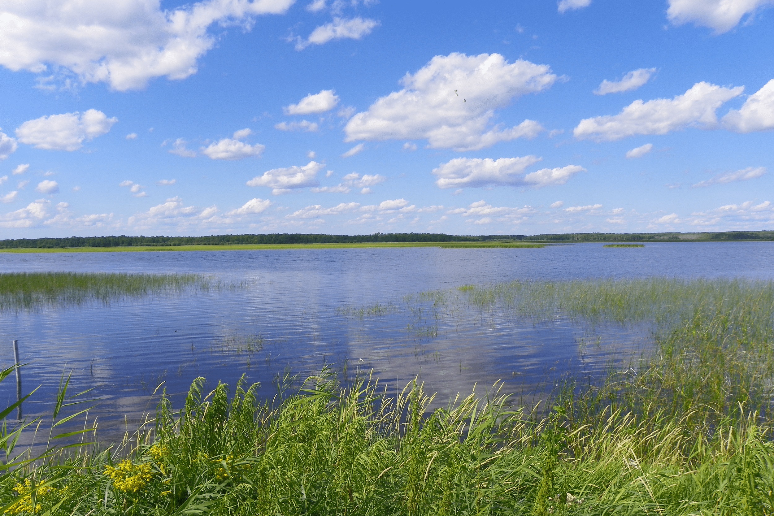 Wide expansive view of Lake of the Woods, Minnesota, green plants scattered in the water, blue sky with white clouds on a sunny day