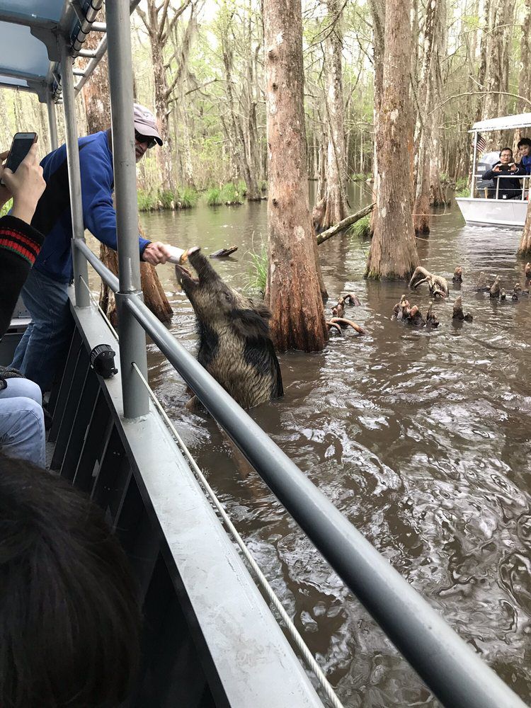 Cajun Encounters Swamp Tours