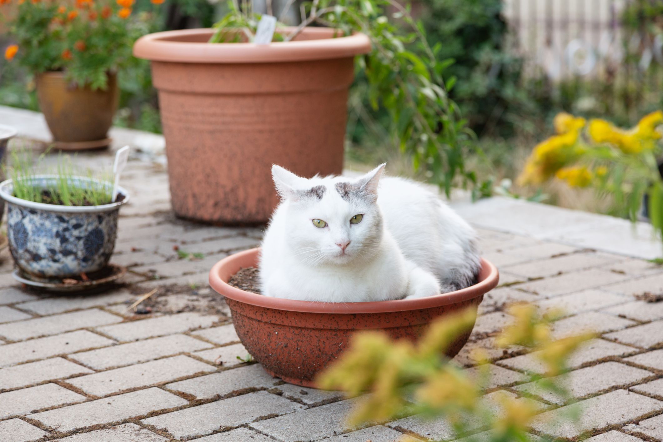 white cat with black spots found his place for relaxation, a pot for flowers, filled with earth, standing in the backyard, some more pots with real flowers in the background