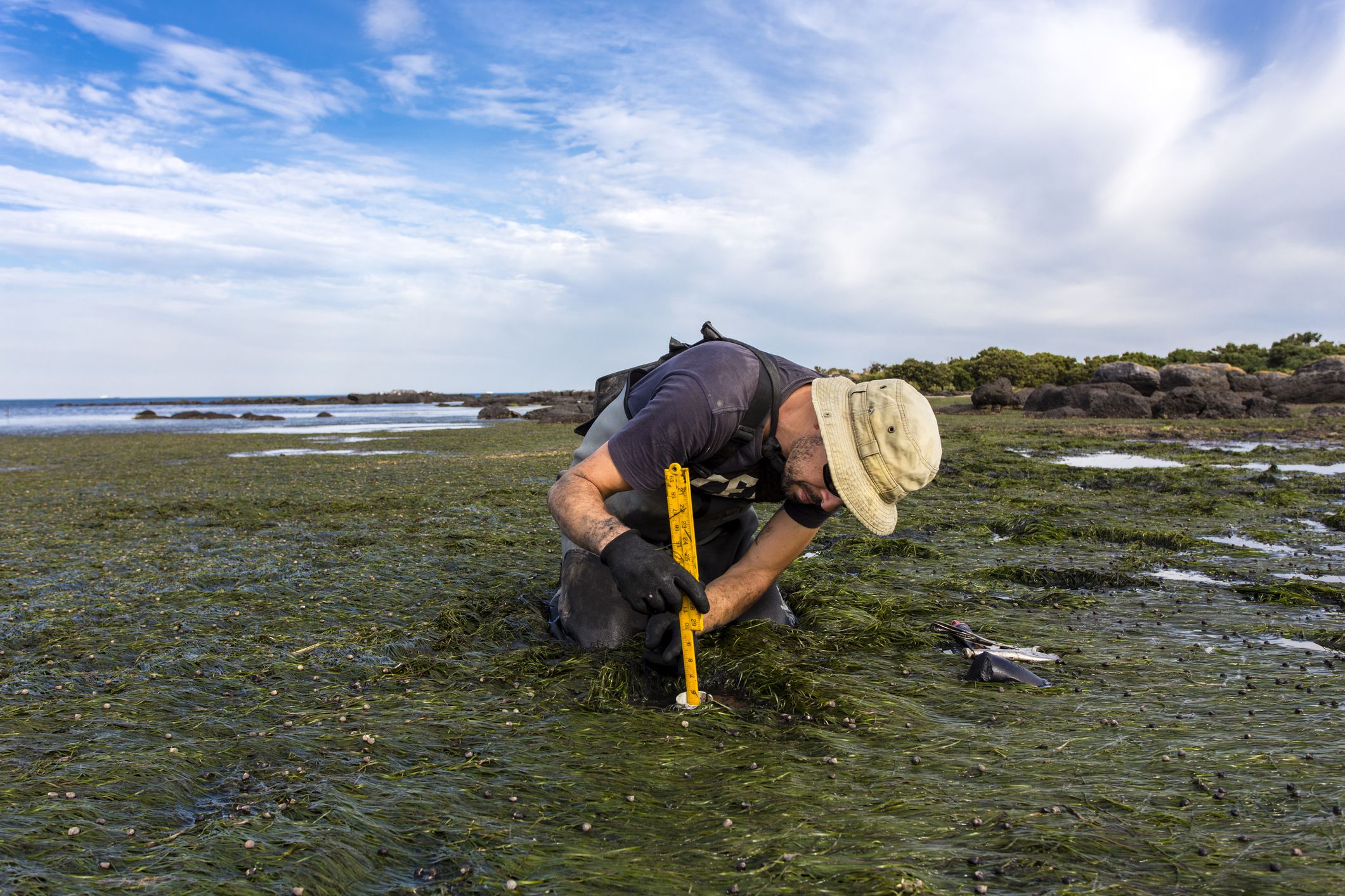 Scientist collecting a sediment core to assess carbon sequestration rates in the sediment of a tidal seagrass bed.