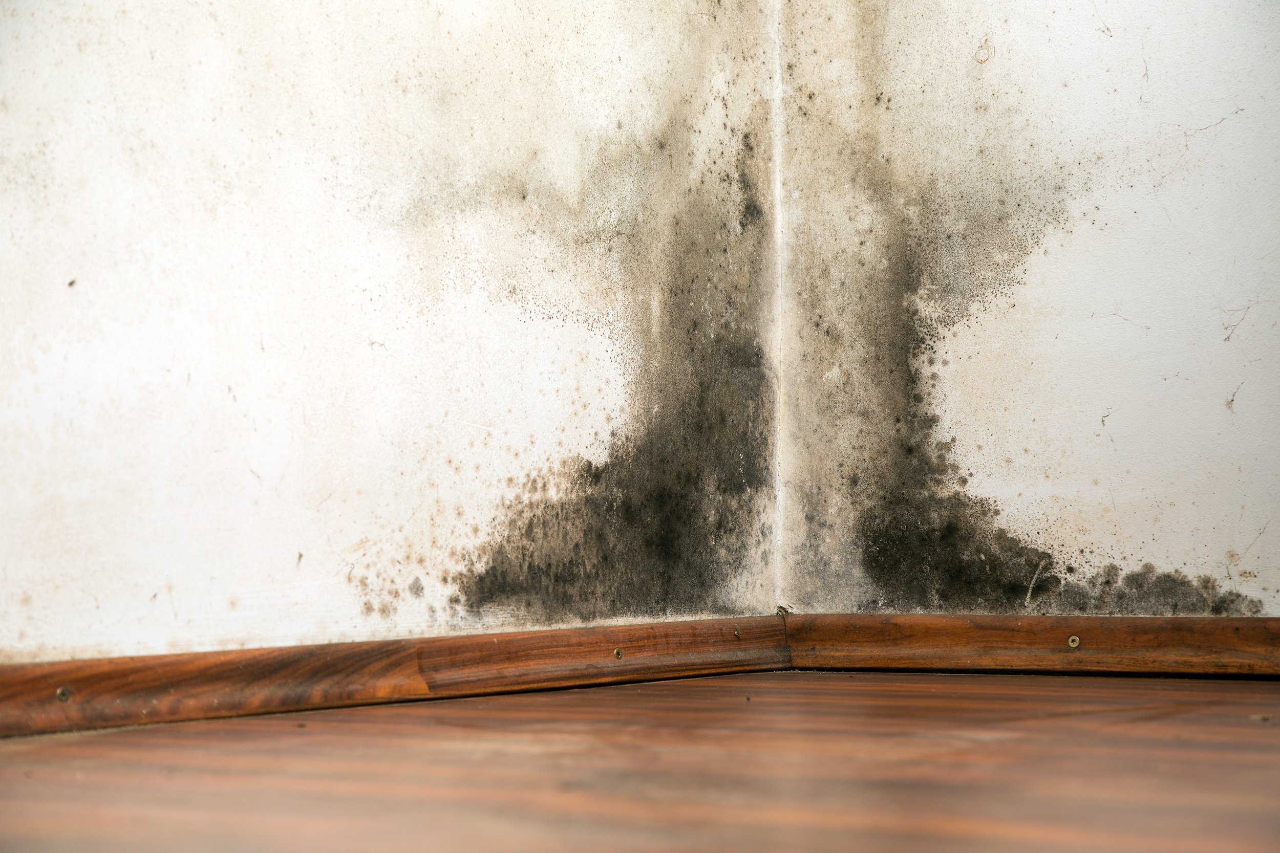 Mold buildup in corner of house