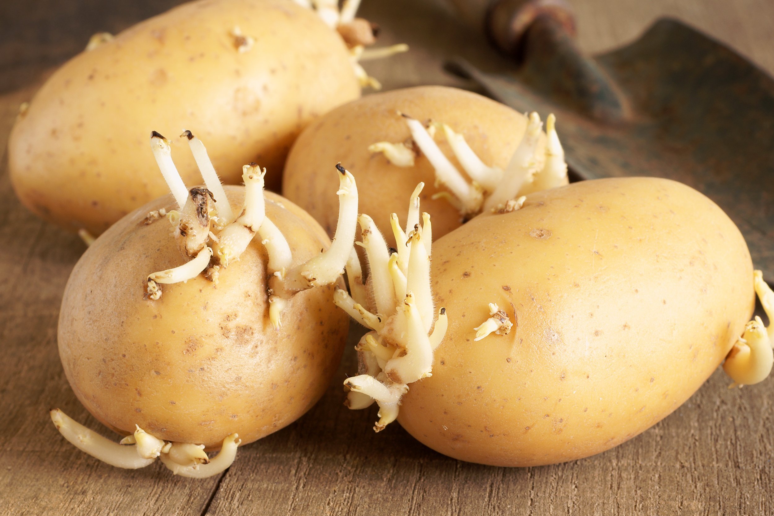 sprouting seed potatoes ready for planting