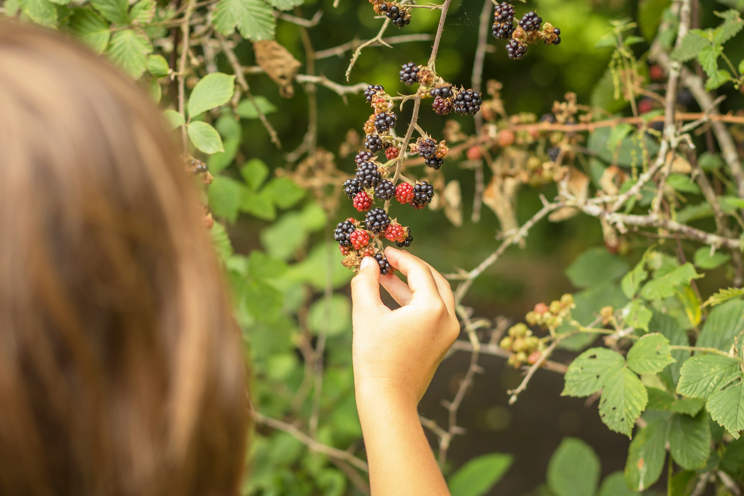 female child wild blackberry foraging