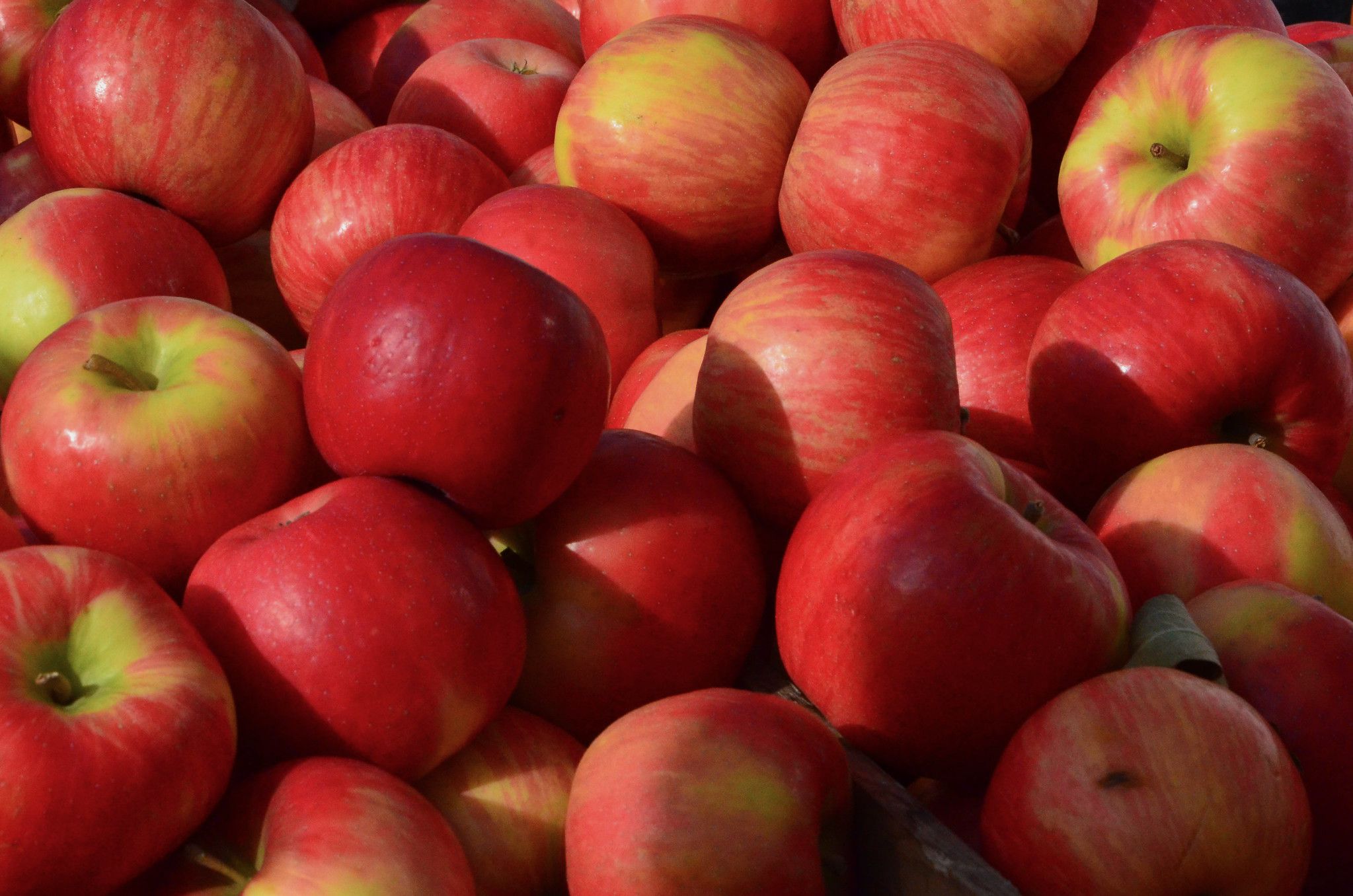 honeycrisp apples
