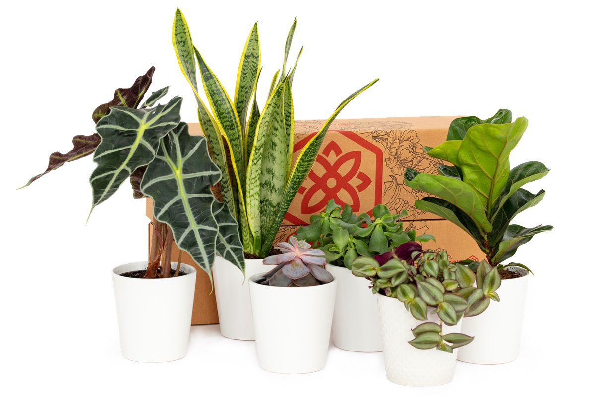 BloomsyBox