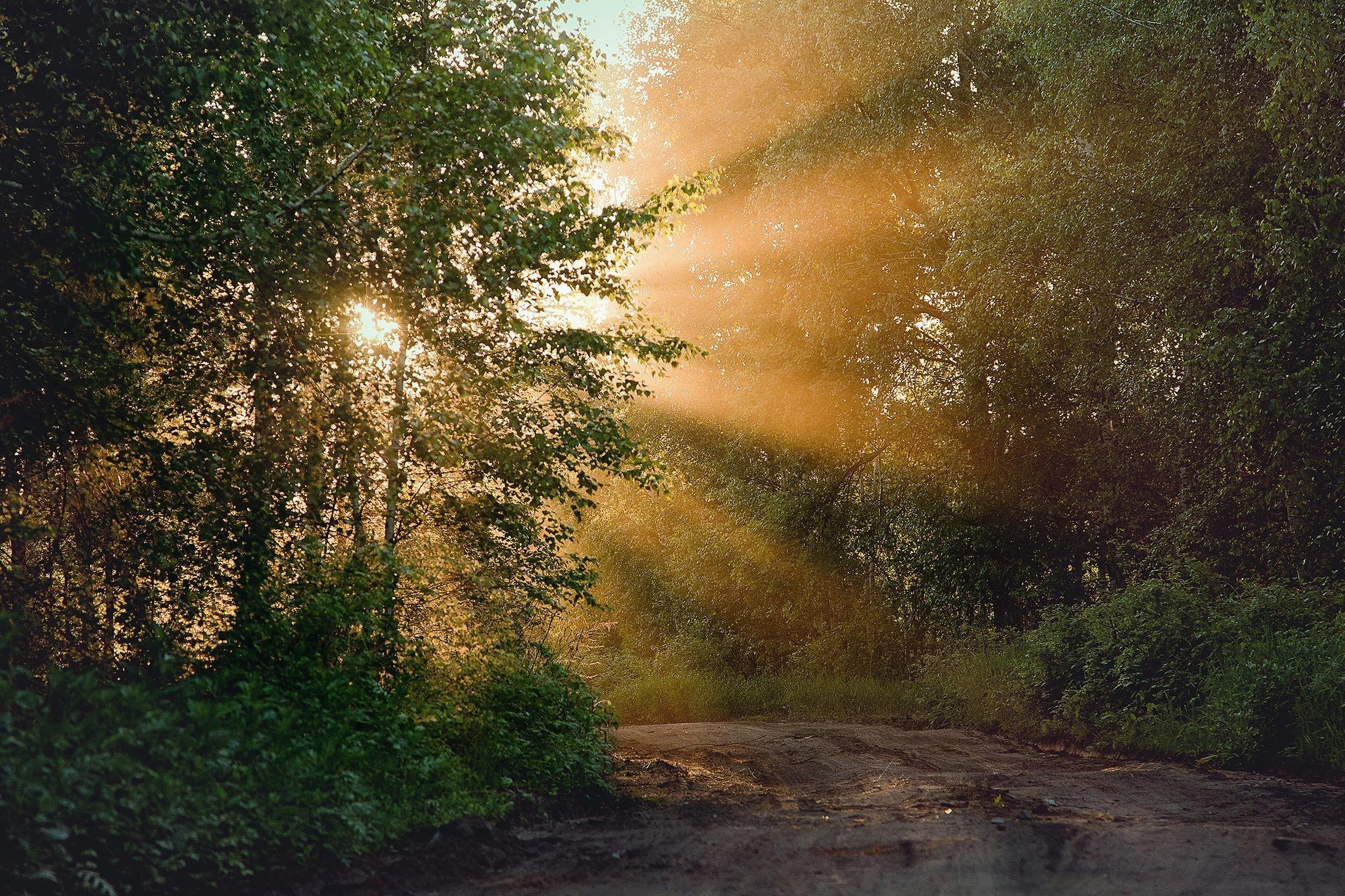sunlight coming in through woods