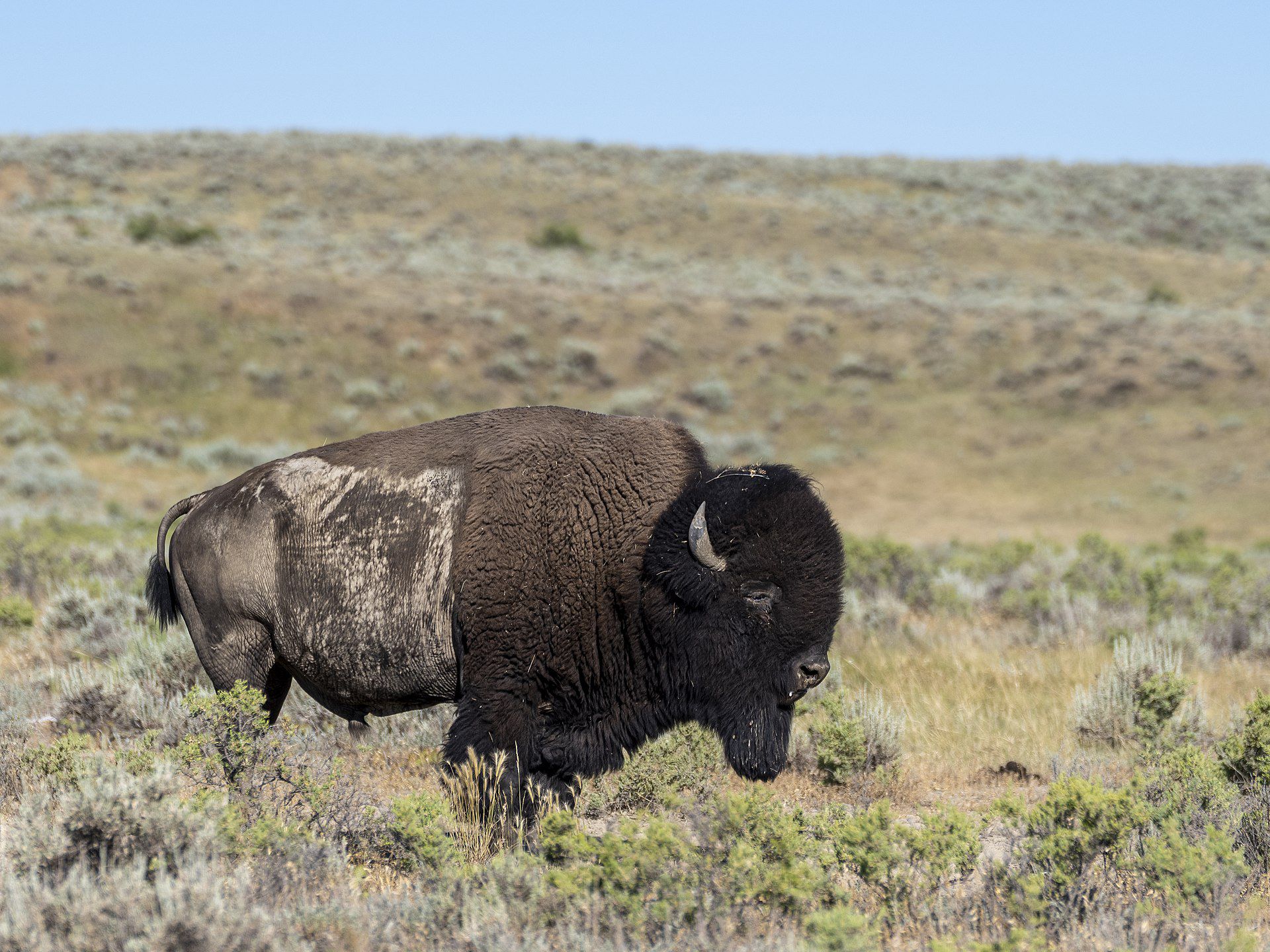 American Prairie Reserve