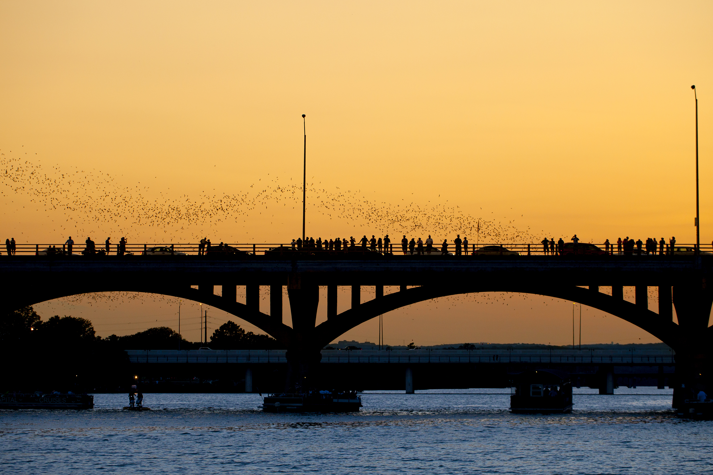 Bat Fest, Texas