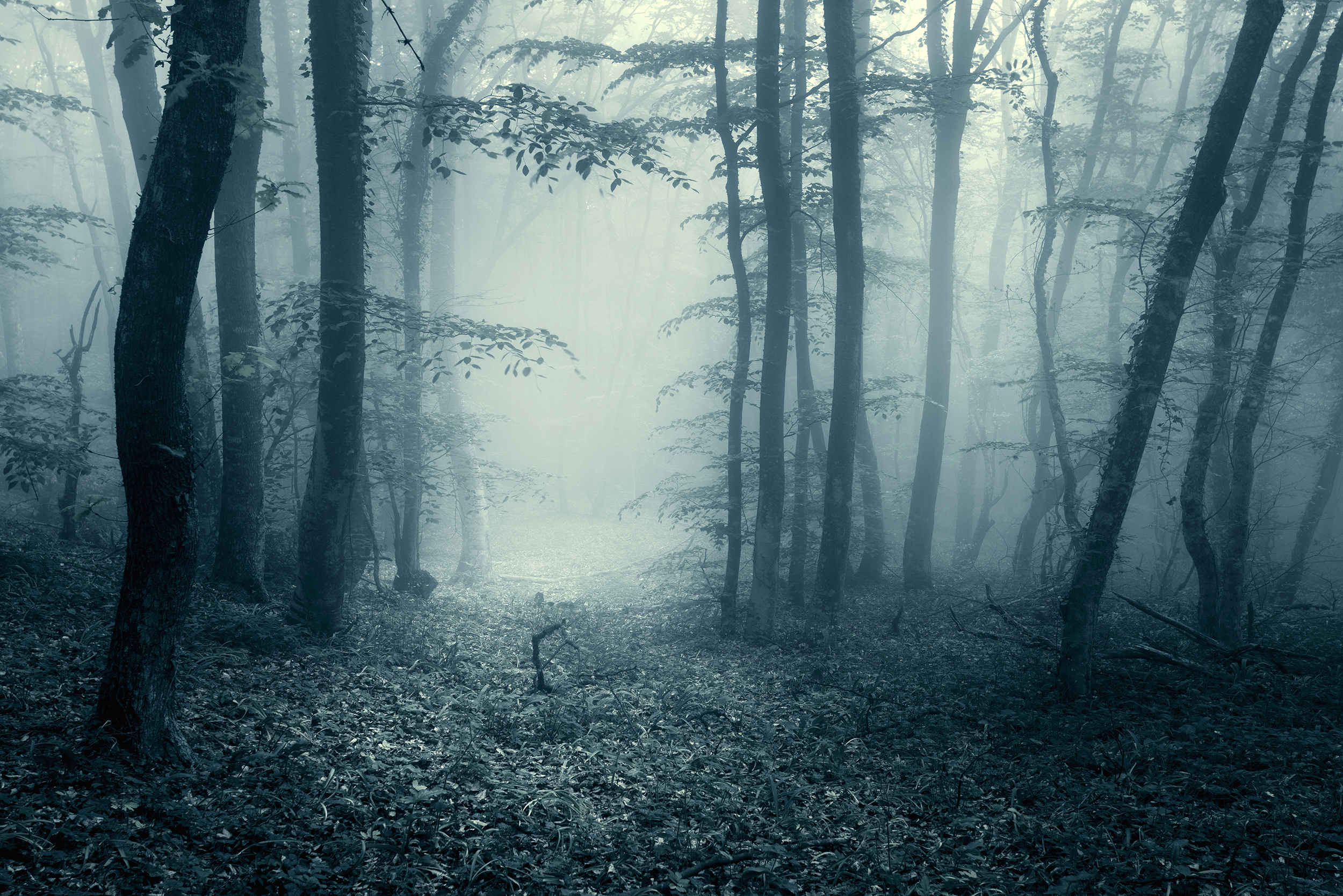 Spooky forest