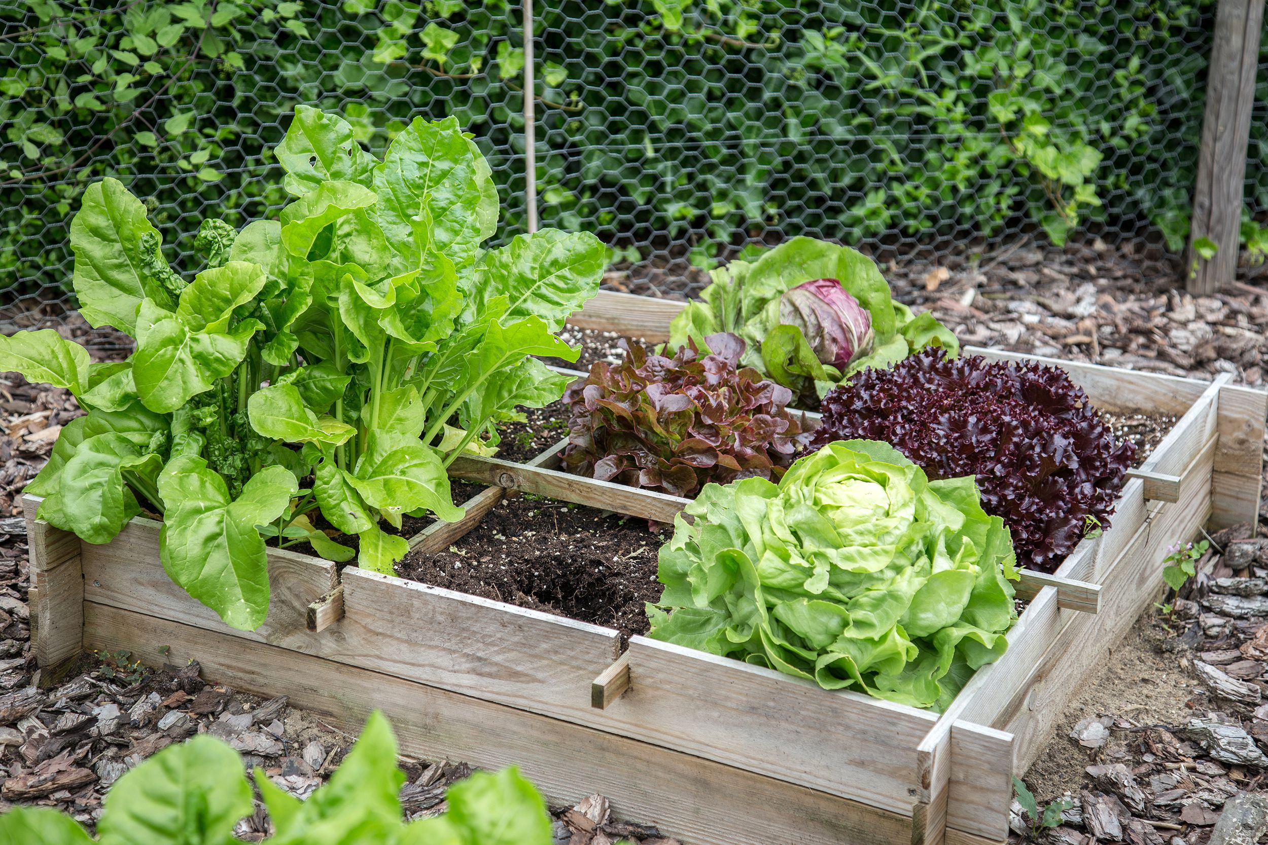 Raised vegetable garden