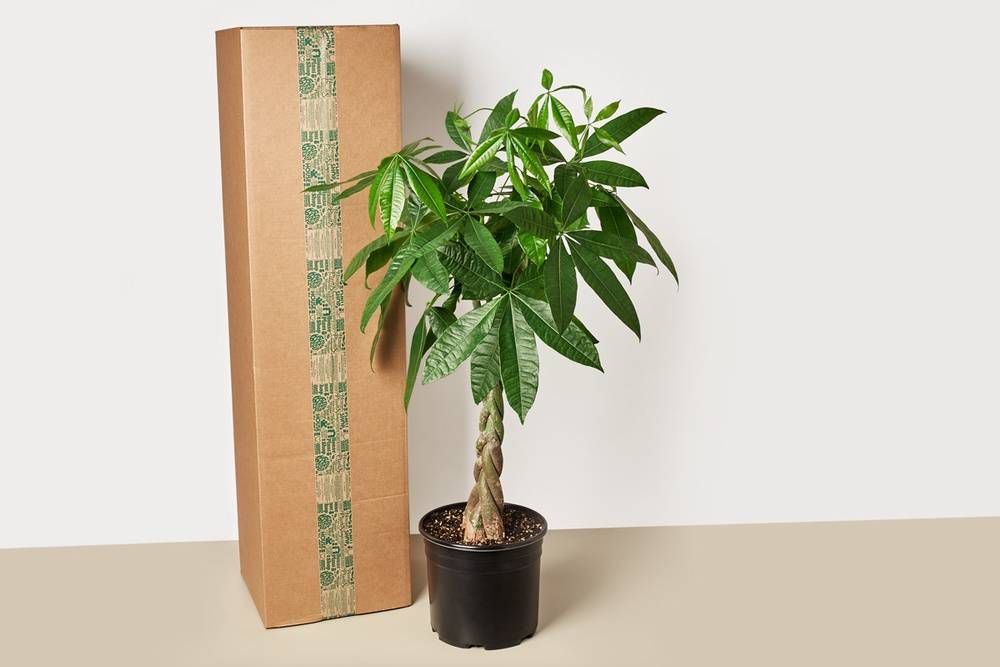 The House Plant Box