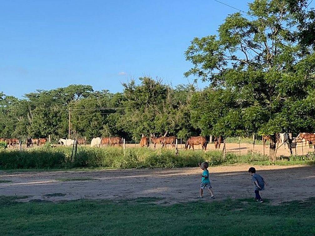 Two little boys running on a ranch past grazing horses on summer sunny day.