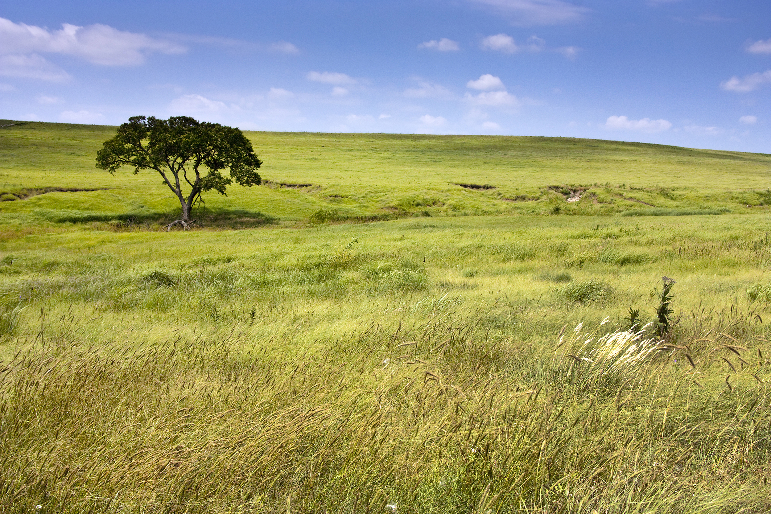 Rolling grassland with one tree at Tallgrass Prairie National Preserve, Kansas, blue sky on a sunny day