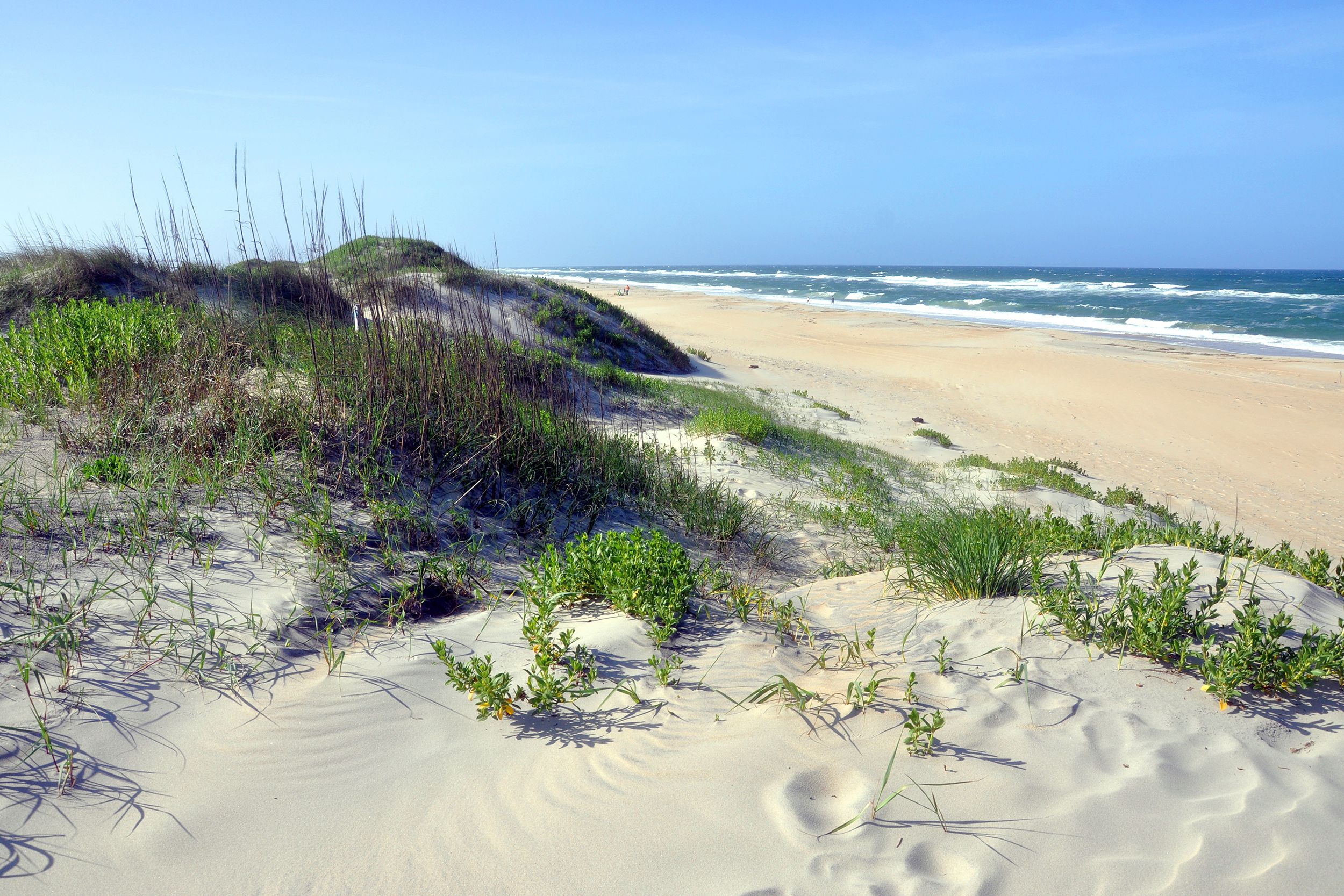 Sand dune in Cape Hatteras National Seashore, Hatteras Island, Outer Banks, North Carolina, beach and ocean in the background, on a sunny day