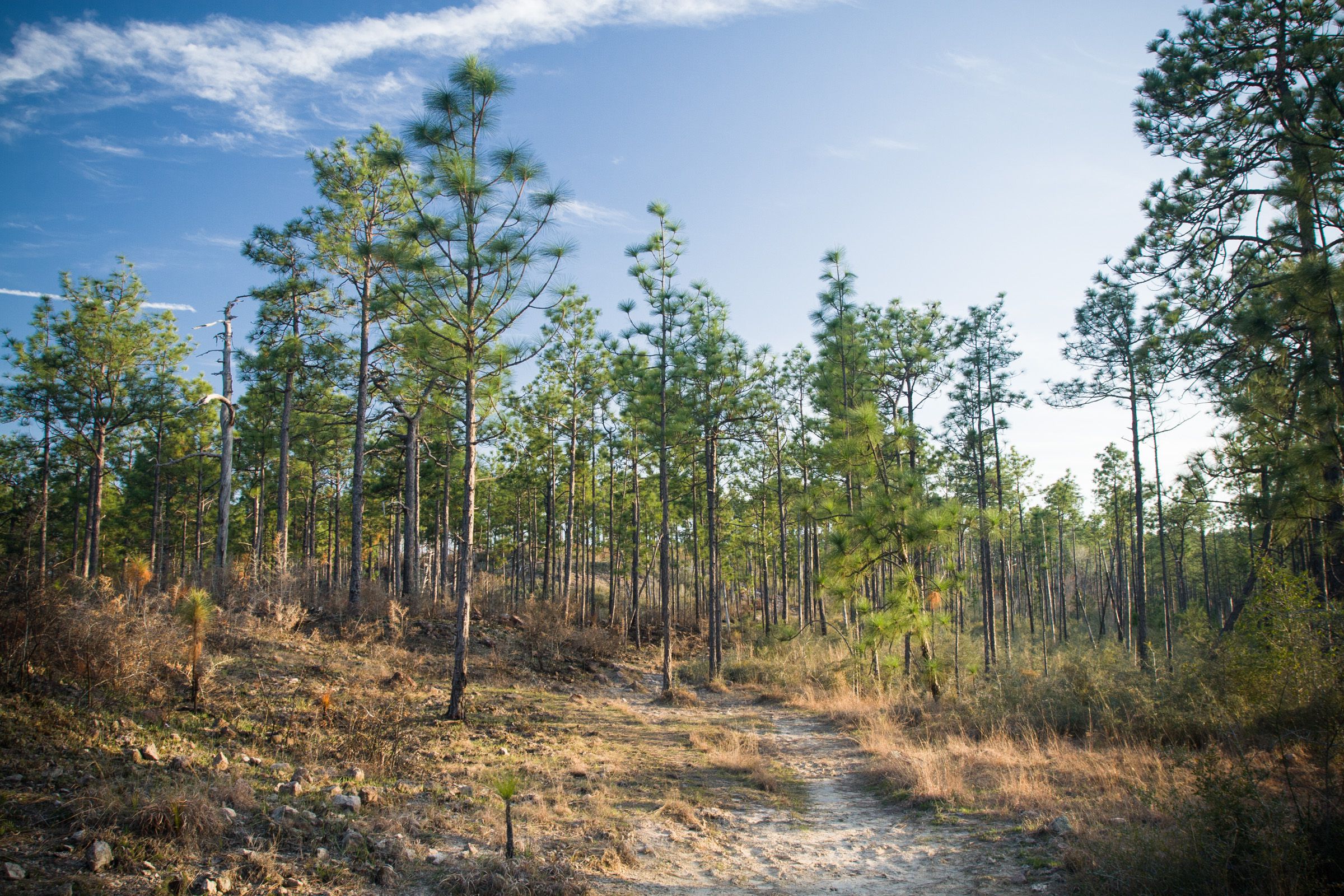 Slim pine trees along a trail, Kisatchie National Forest, Louisiana, on a sunny day